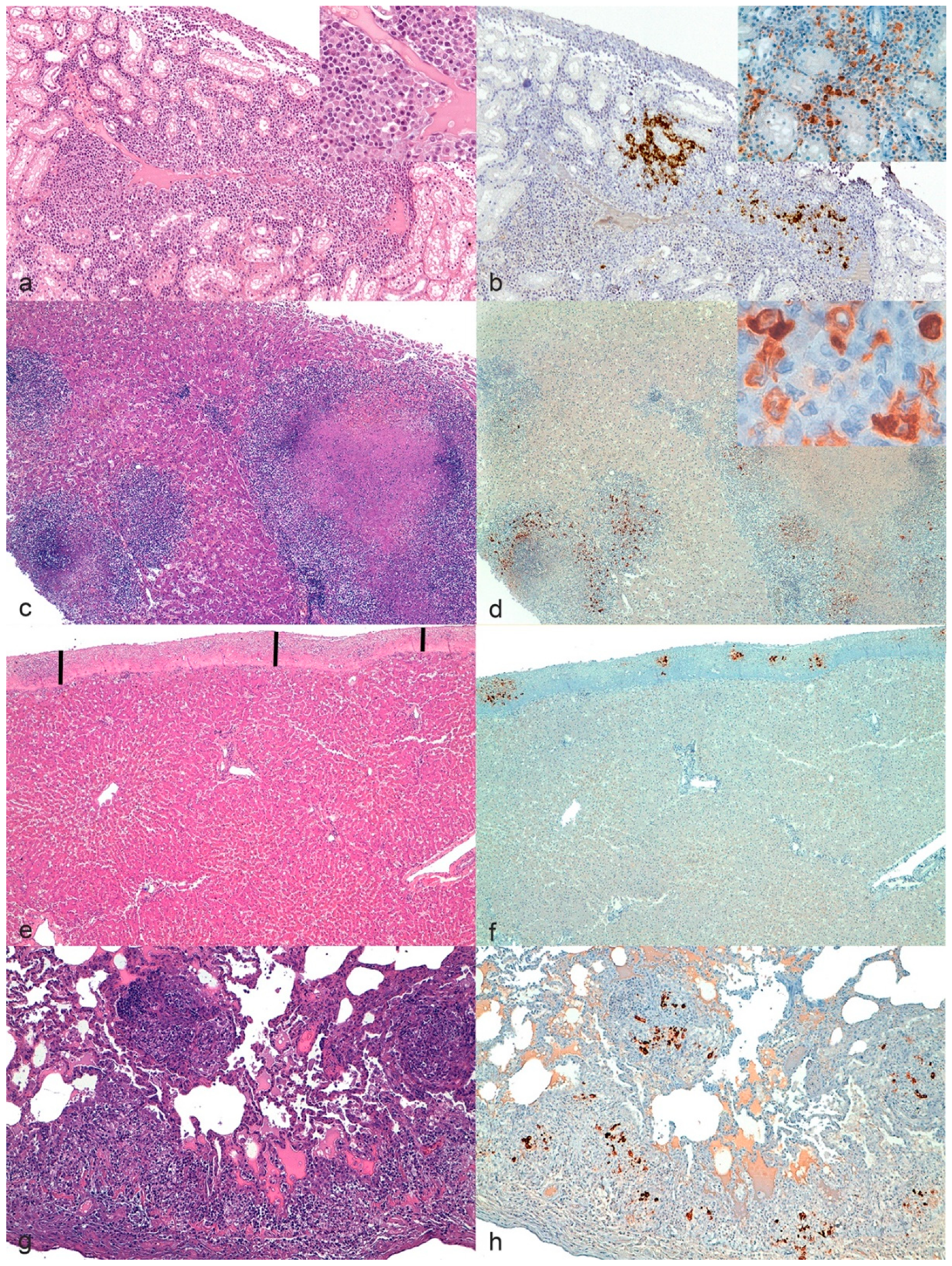 Pathogens 09 00852 g002