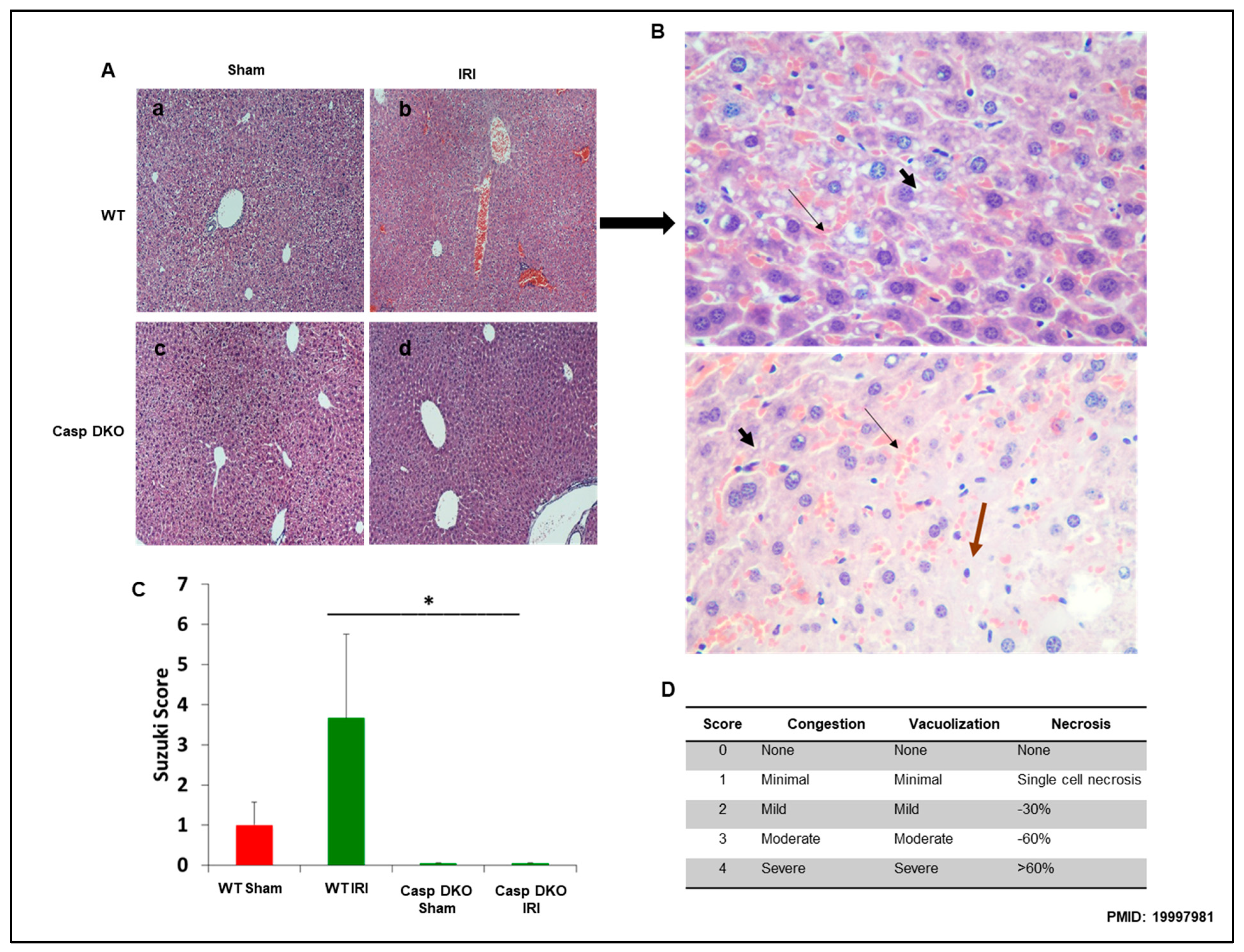 Pathogens 09 00879 g007 Pathogens 09 00879 g007