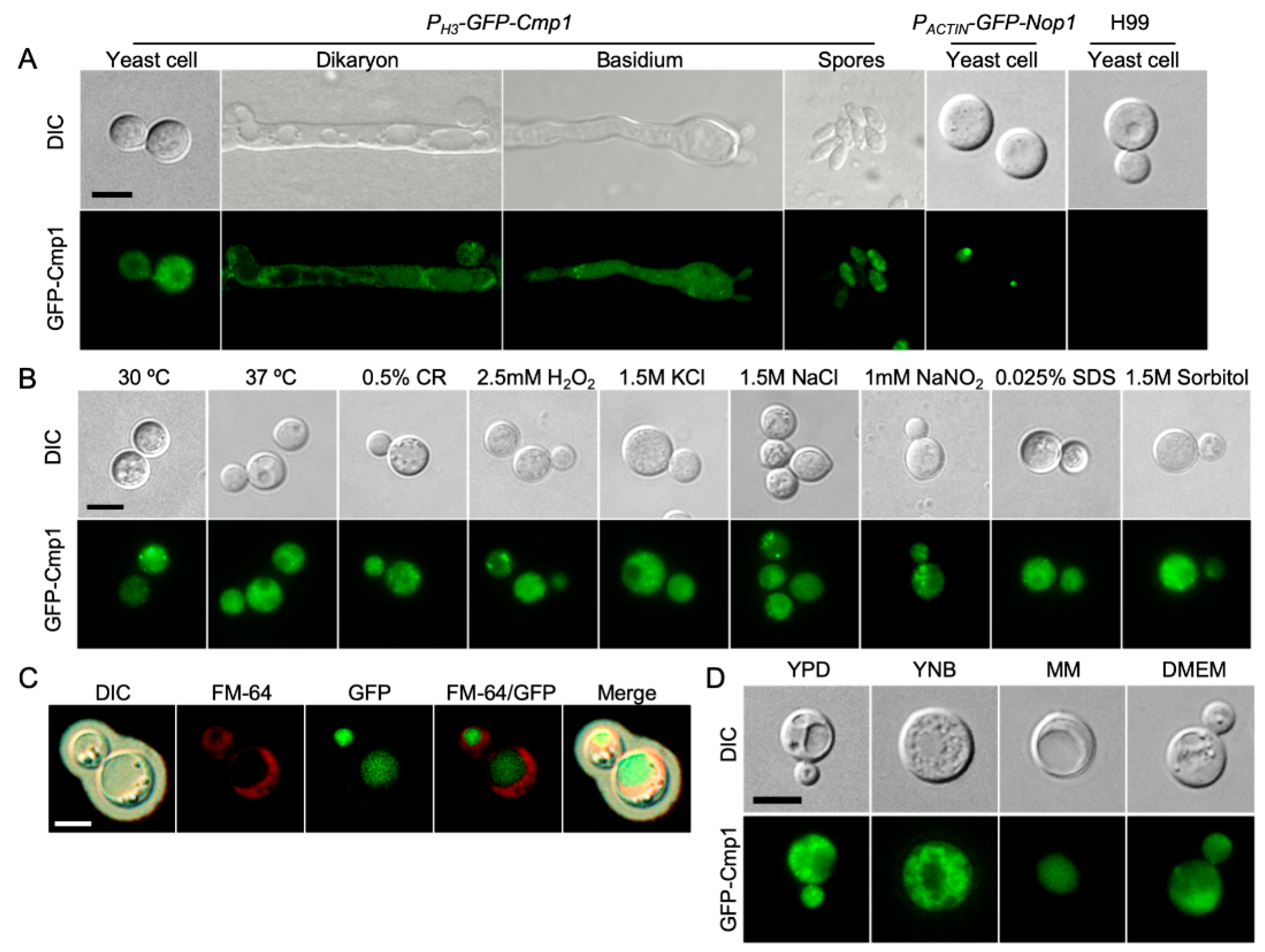 Pathogens 09 00881 g003 Pathogens 09 00881 g003