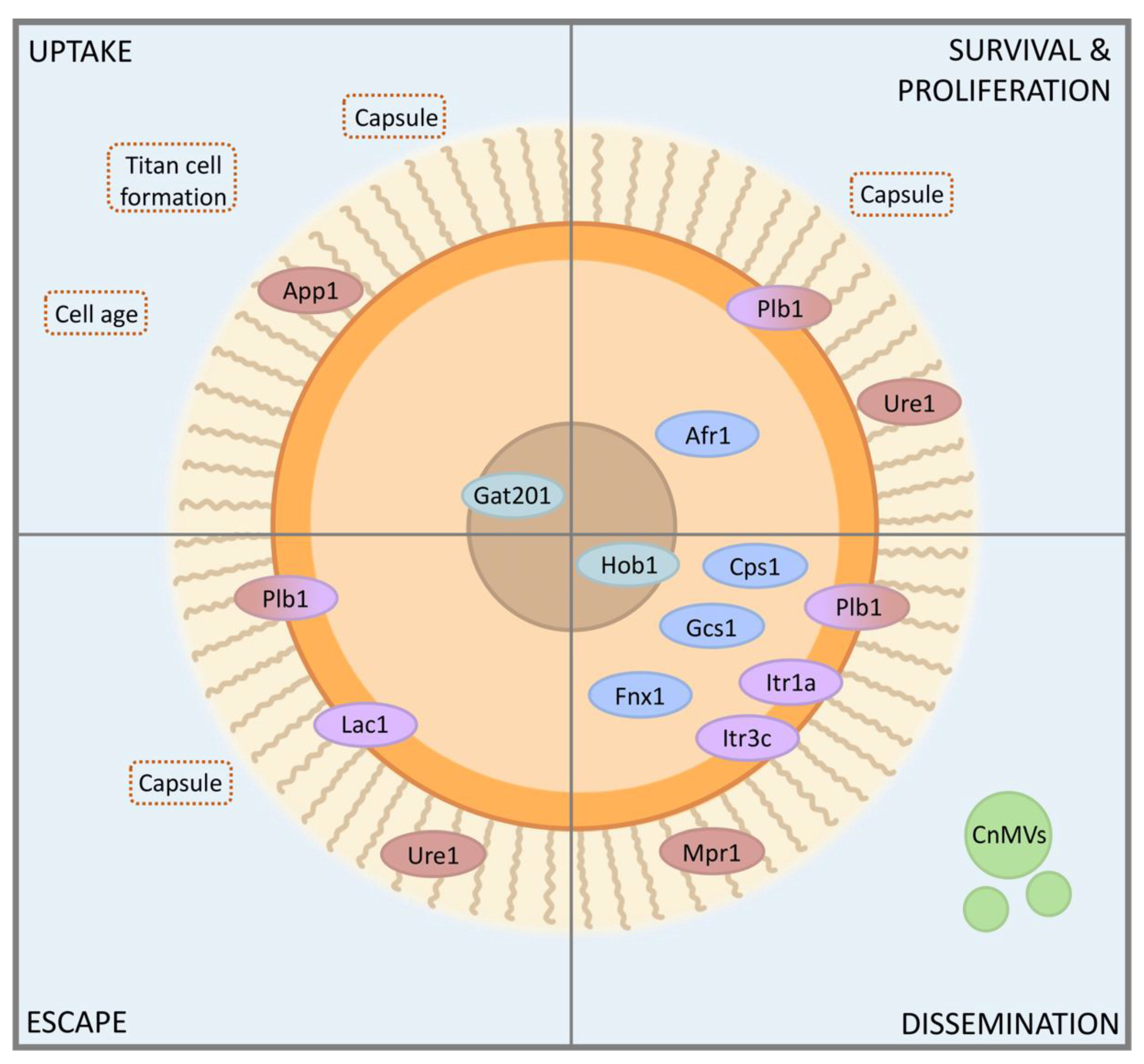 Pathogens 09 00891 g002 Pathogens 09 00891 g002