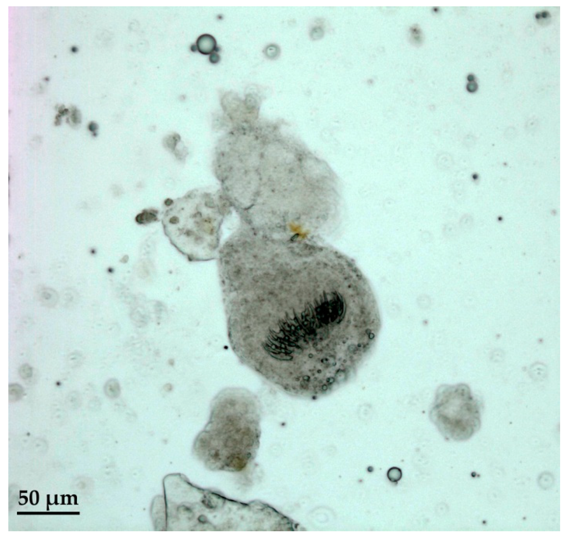 Pathogens 09 00907 g002 Pathogens 09 00907 g002