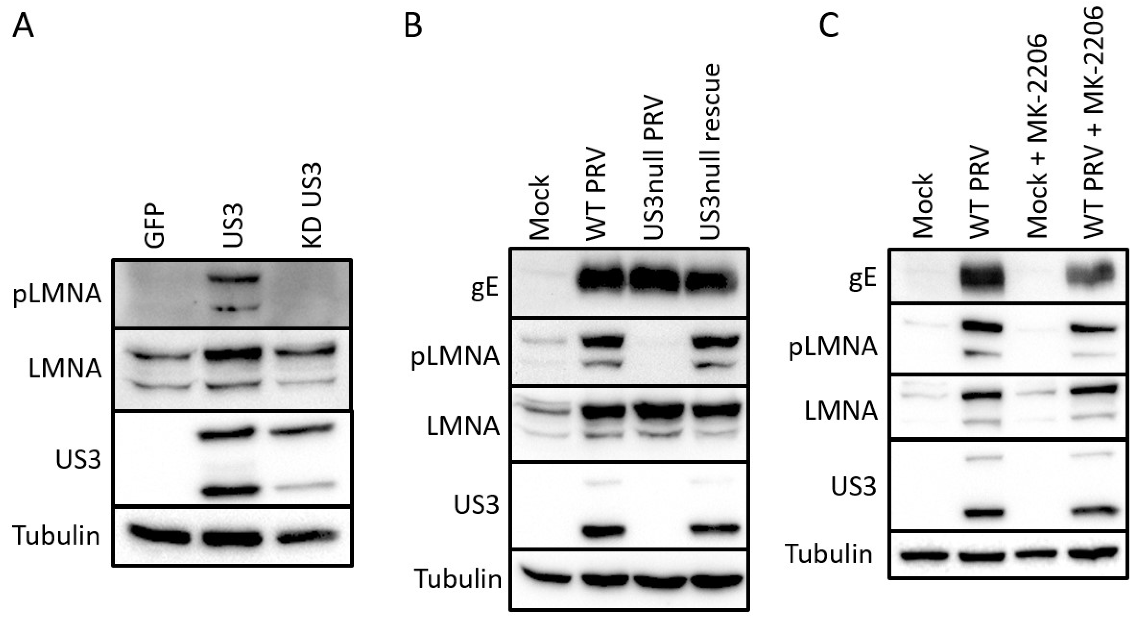 Pathogens 09 00916 g002 Pathogens 09 00916 g002