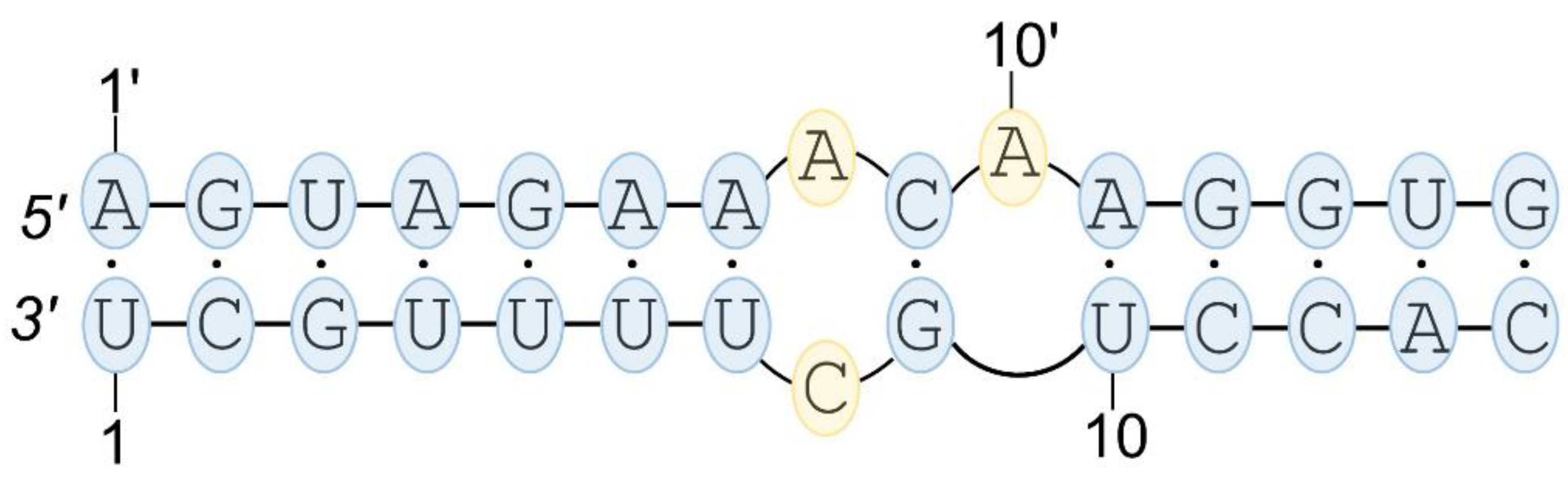 Pathogens Free Full Text Rna Secondary Structure As A First Step For Rational Design Of The Oligonucleotides Towards Inhibition Of Influenza A Virus Replication Html Pathogens Free Full Text Rna Secondary Structure As A First Step For Rational Design Of The Oligonucleotides Towards Inhibition Of Influenza A Virus Replication Html