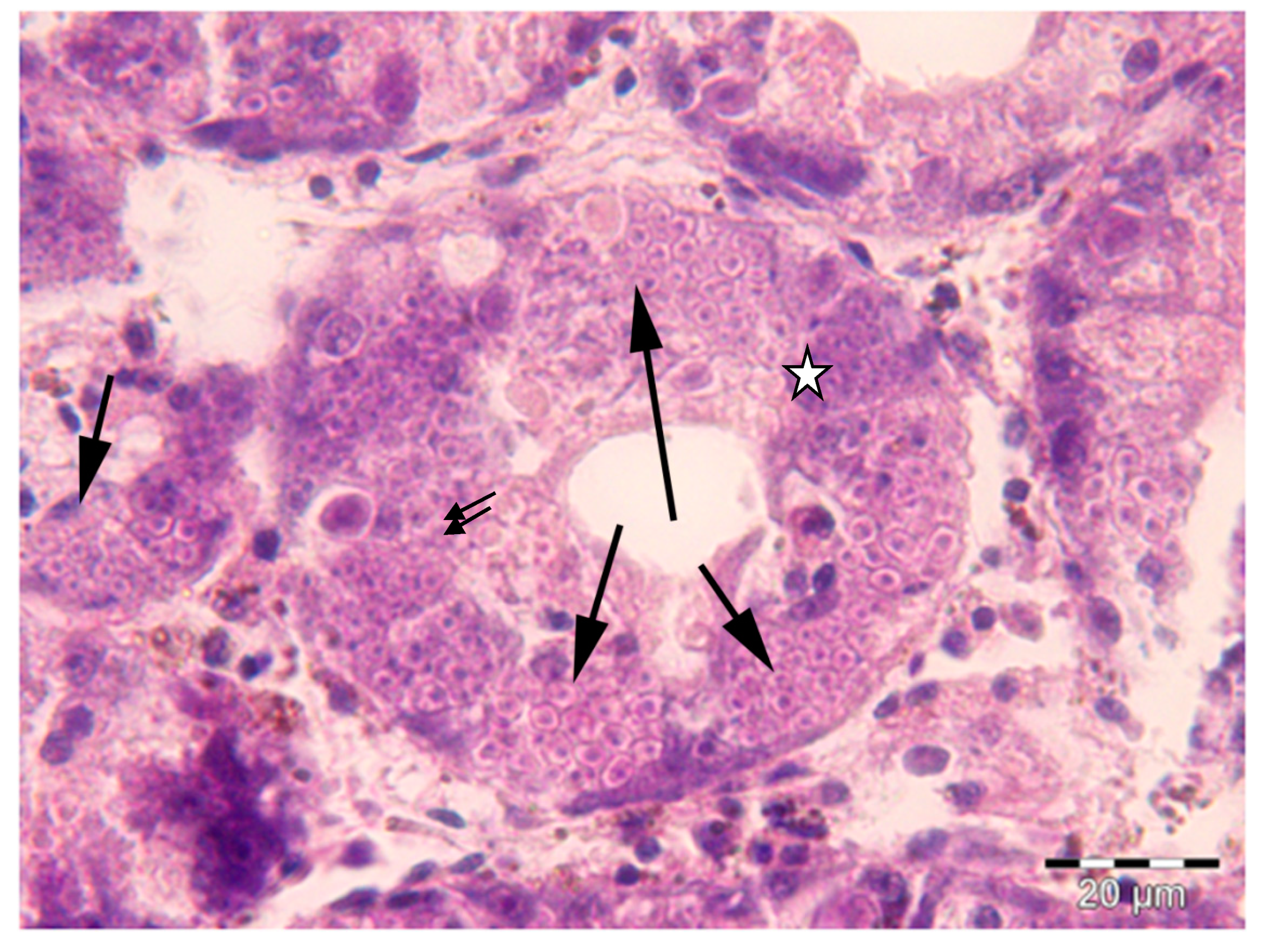 Pathogens Free Full Text Reduced Antioxidant Response Of The Fan Mussel Pinna Nobilis Related To The Presence Of Haplosporidium Pinnae