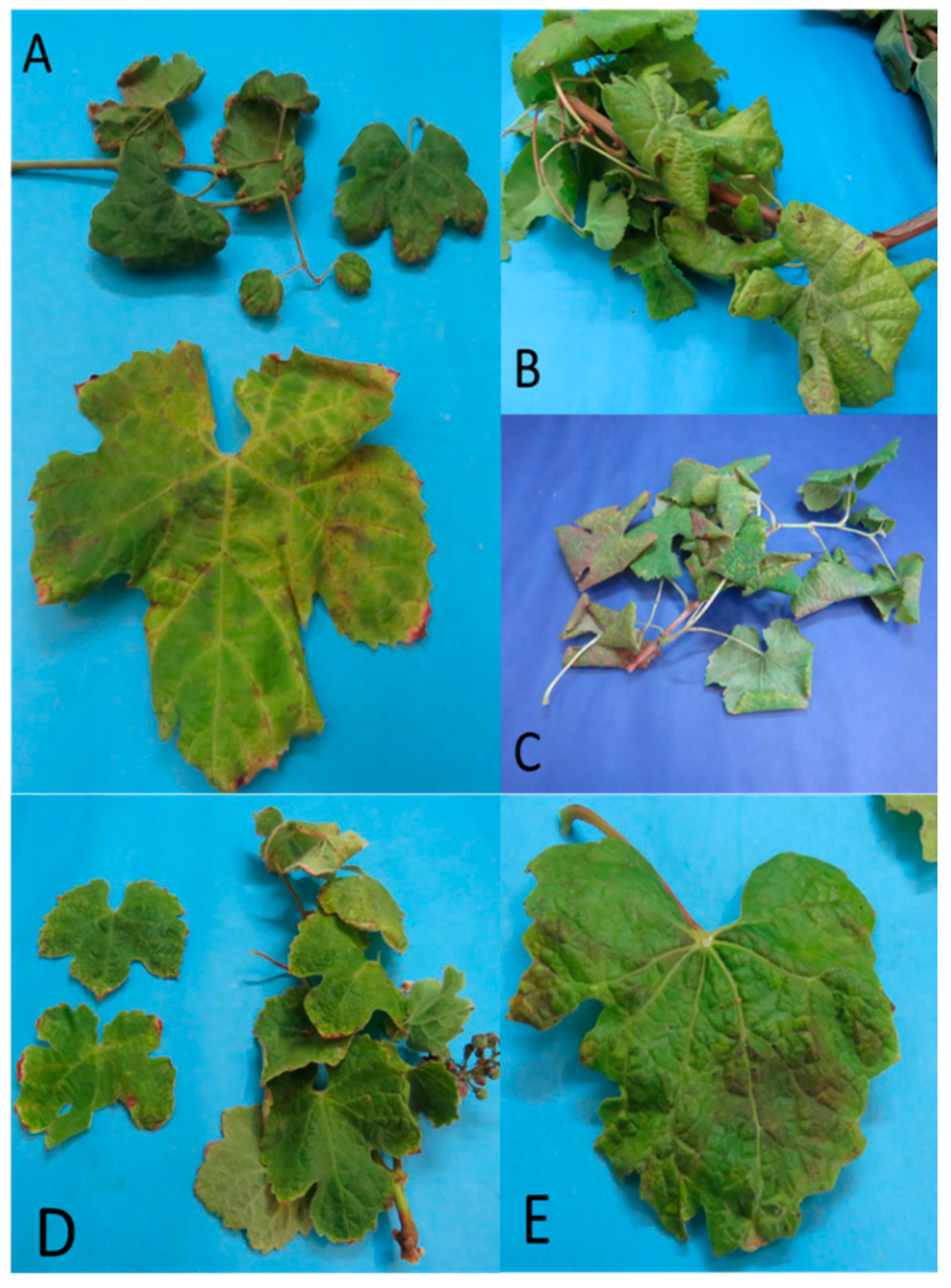 Pathogens 09 00933 g001 Pathogens 09 00933 g001