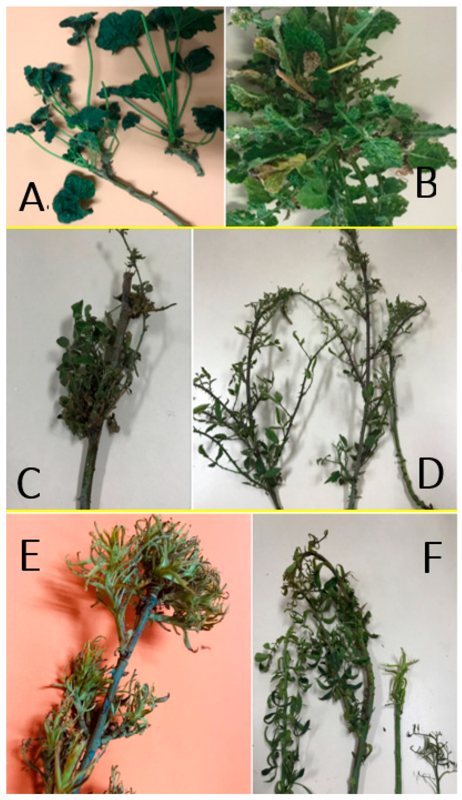 Pathogens 09 00933 g003 Pathogens 09 00933 g003
