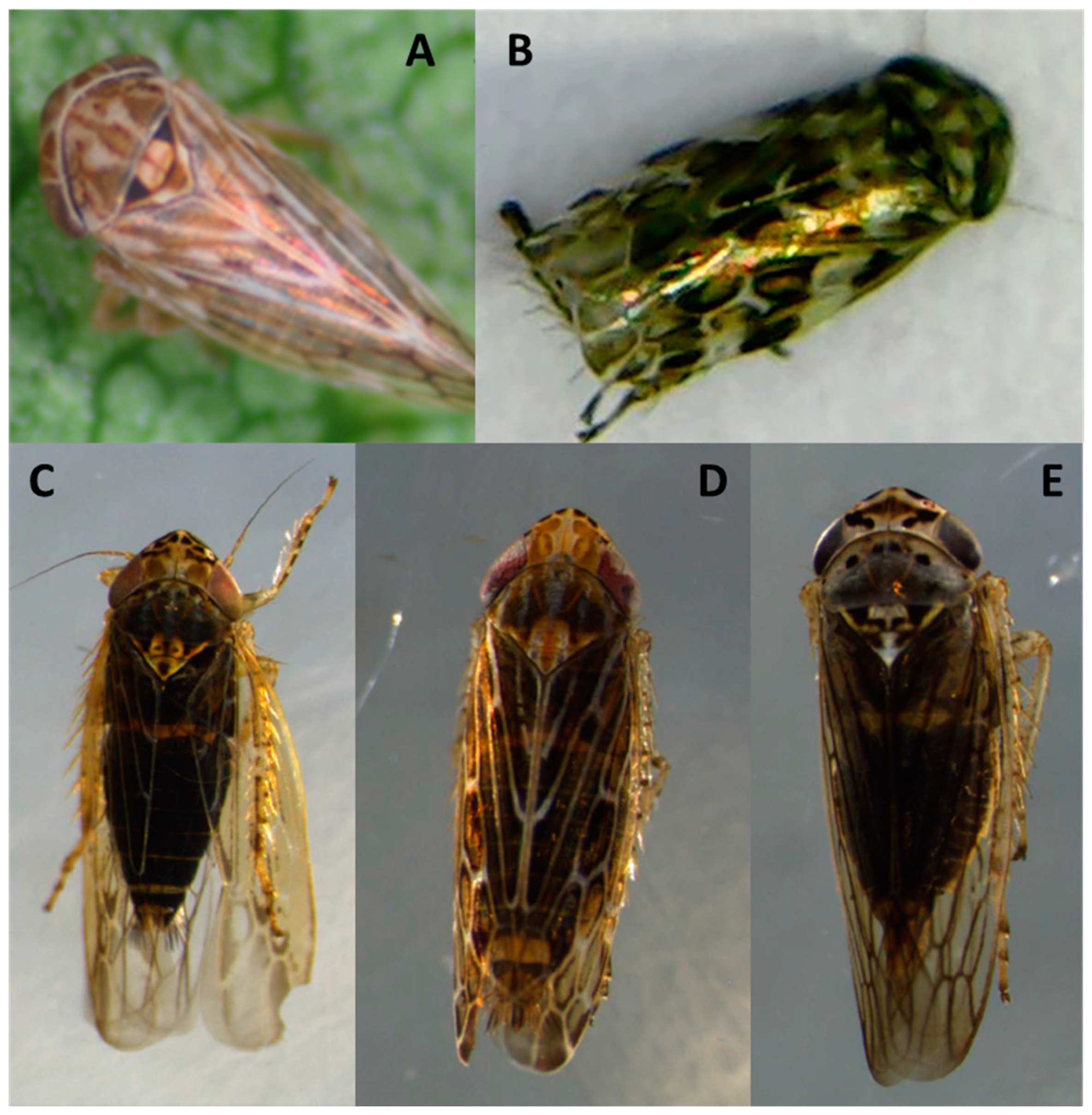 Pathogens 09 00933 g004 Pathogens 09 00933 g004