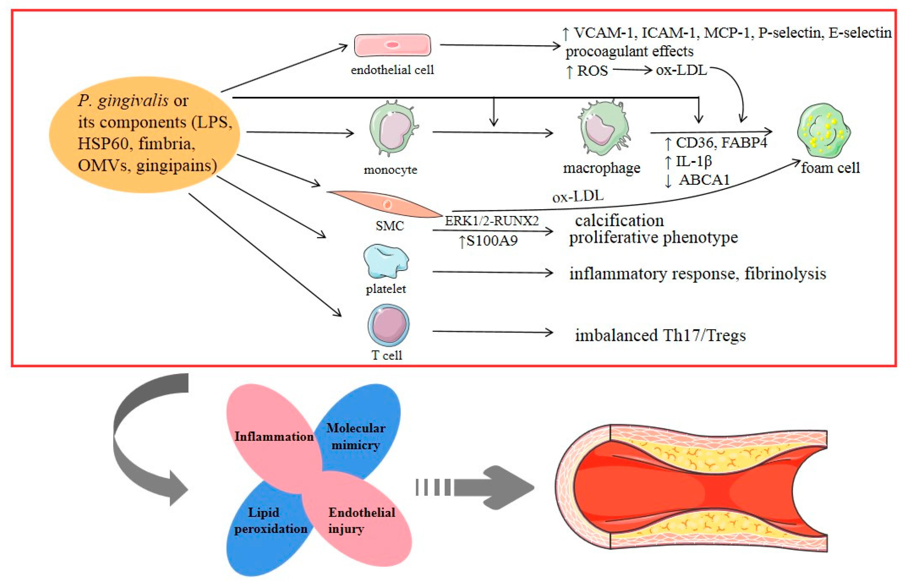 Pathogens 09 00944 g001 Pathogens 09 00944 g001