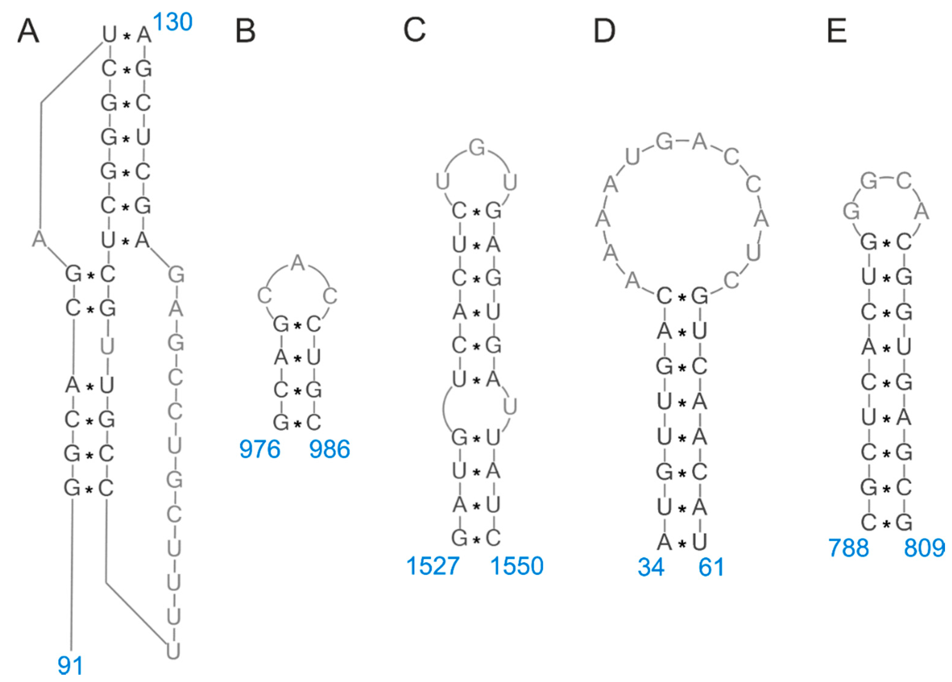 Pathogens Free Full Text Organization Of The Influenza A Virus Genomic Rna In The Viral Replication Cycle Structure Interactions And Implications For The Emergence Of New Strains Html