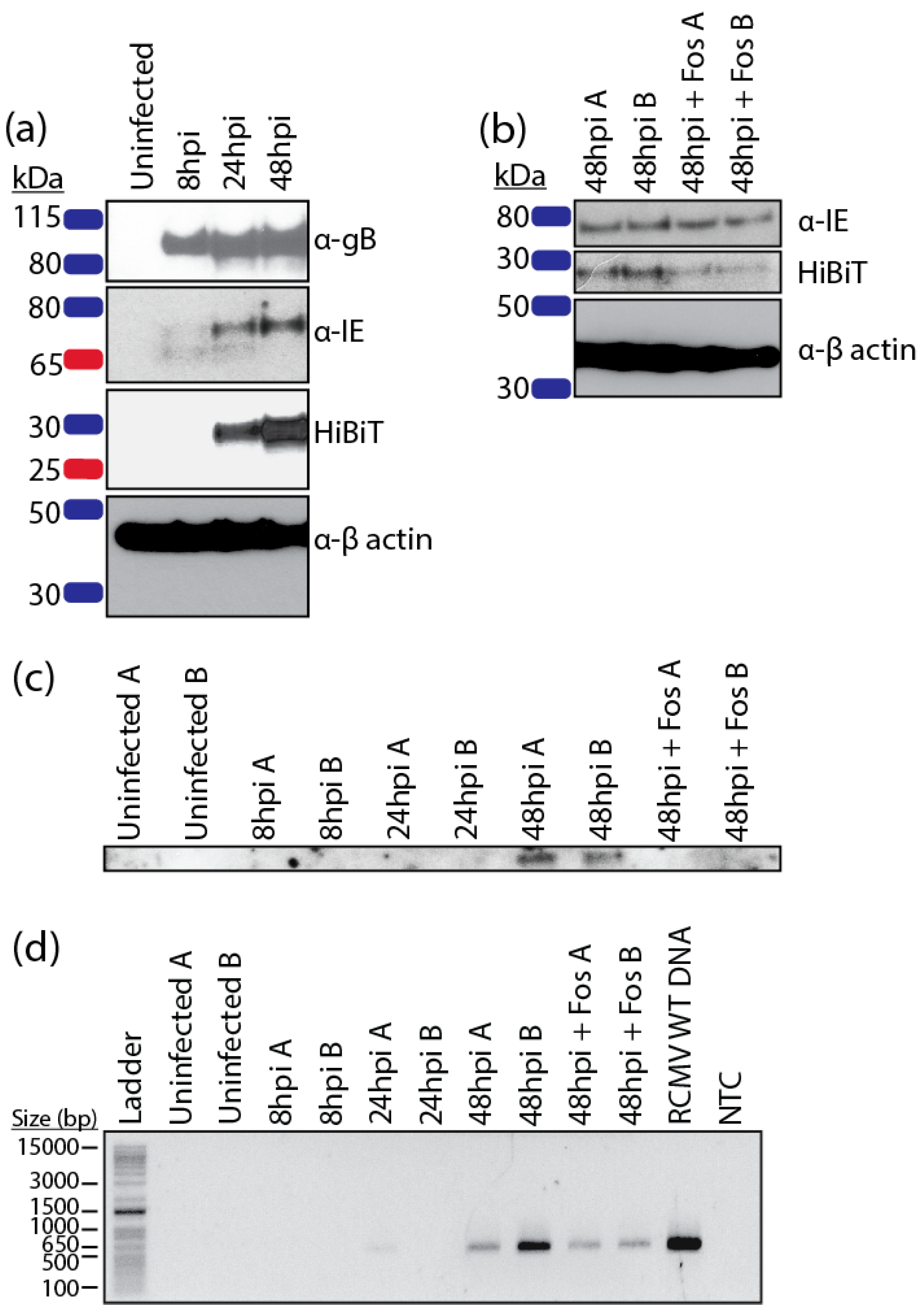 Pathogens 09 00963 g002 Pathogens 09 00963 g002