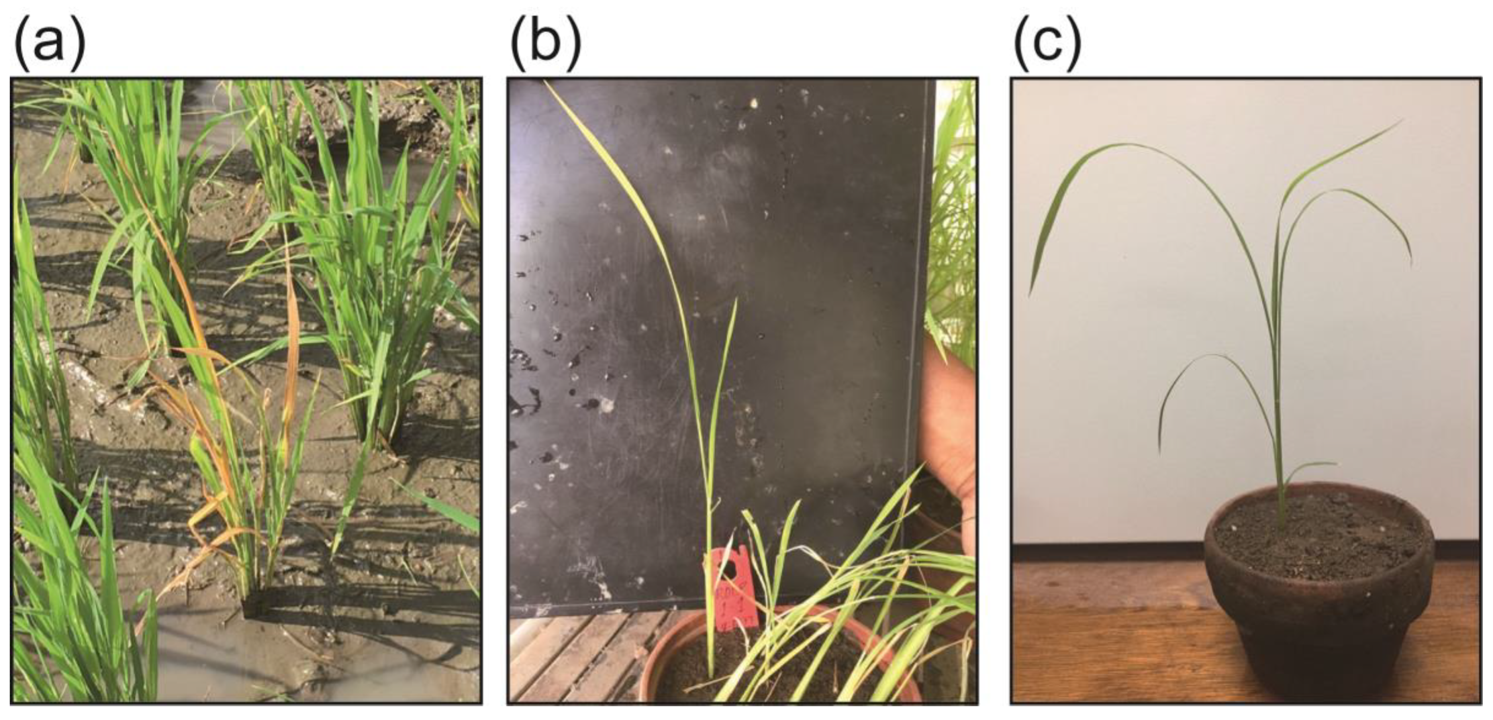 Pathogens 09 00990 g001 Pathogens 09 00990 g001