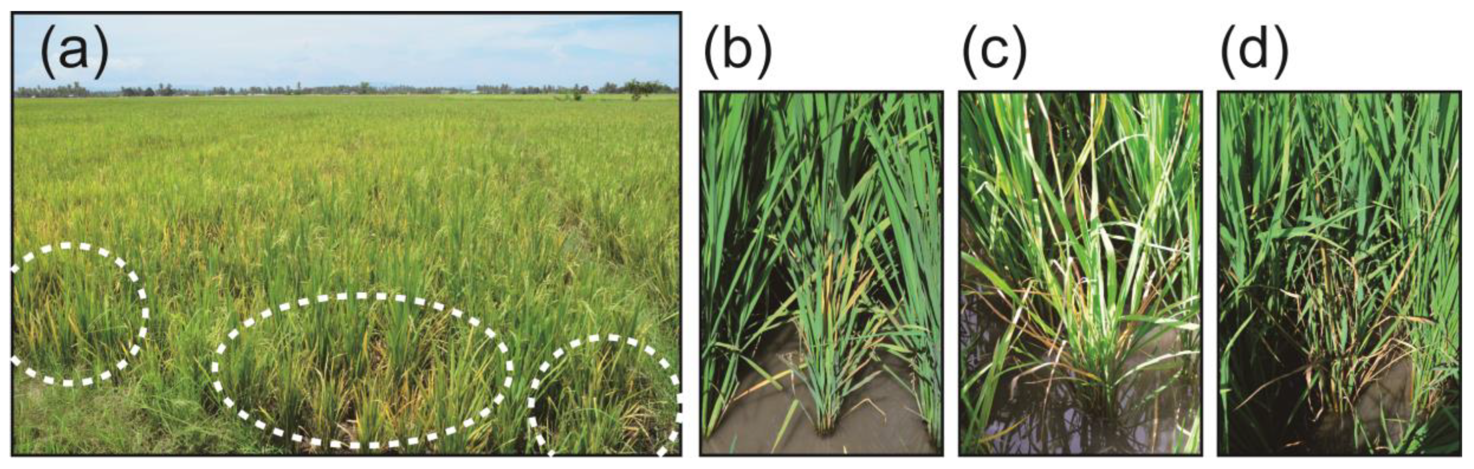 Pathogens 09 00990 g002 Pathogens 09 00990 g002