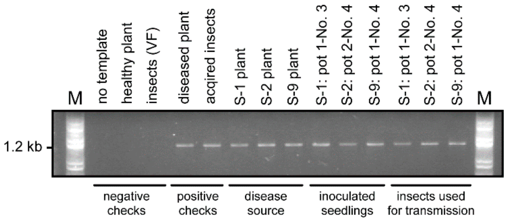 Pathogens 09 00990 g004 Pathogens 09 00990 g004
