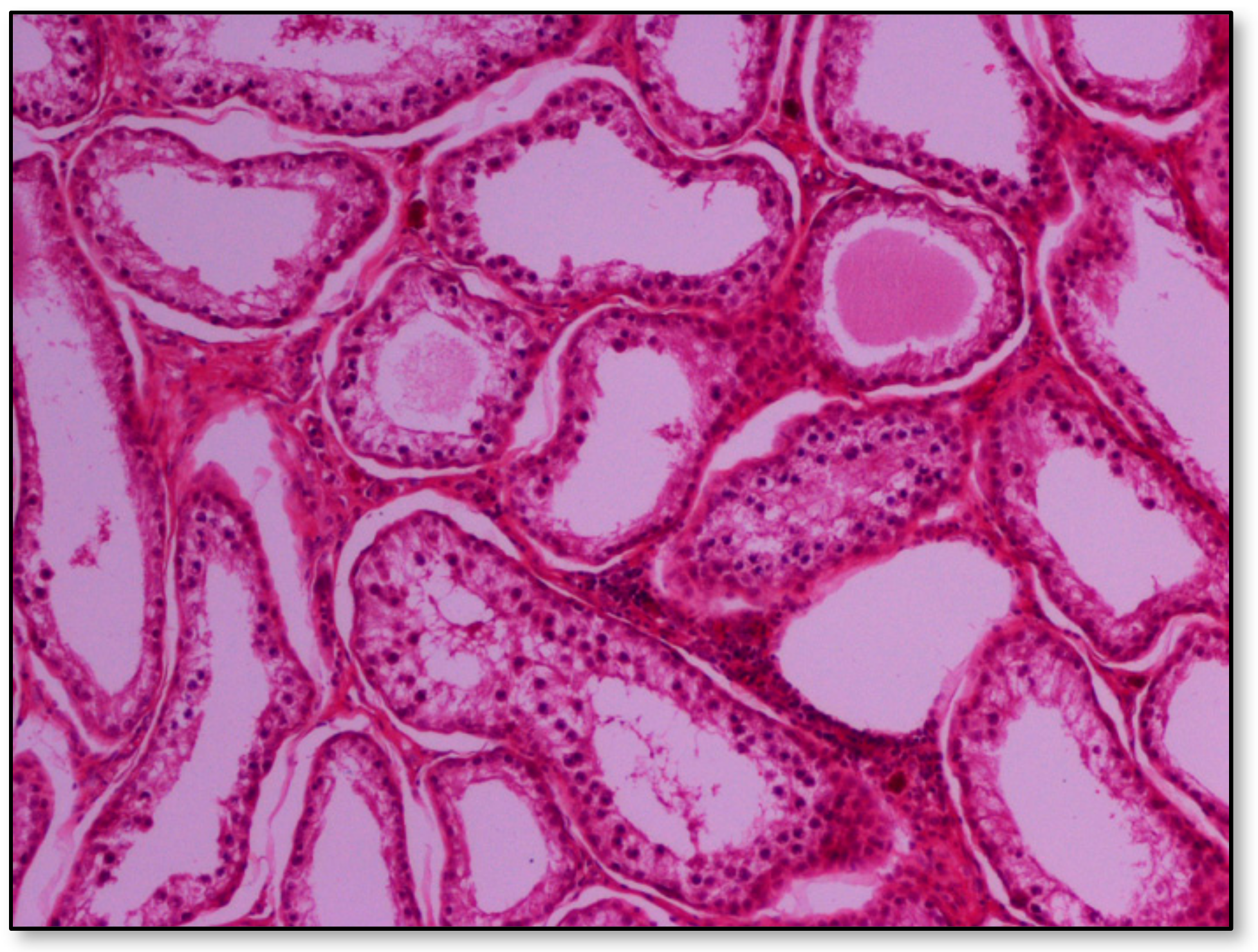 Pathogens 09 01004 g004 Pathogens 09 01004 g004