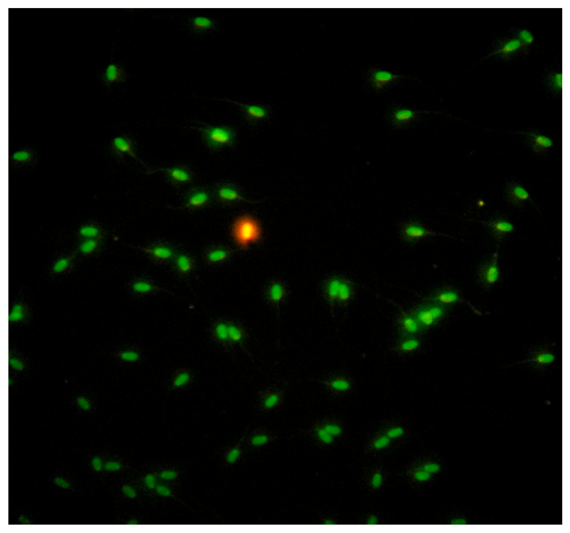Pathogens 09 01004 g008 Pathogens 09 01004 g008