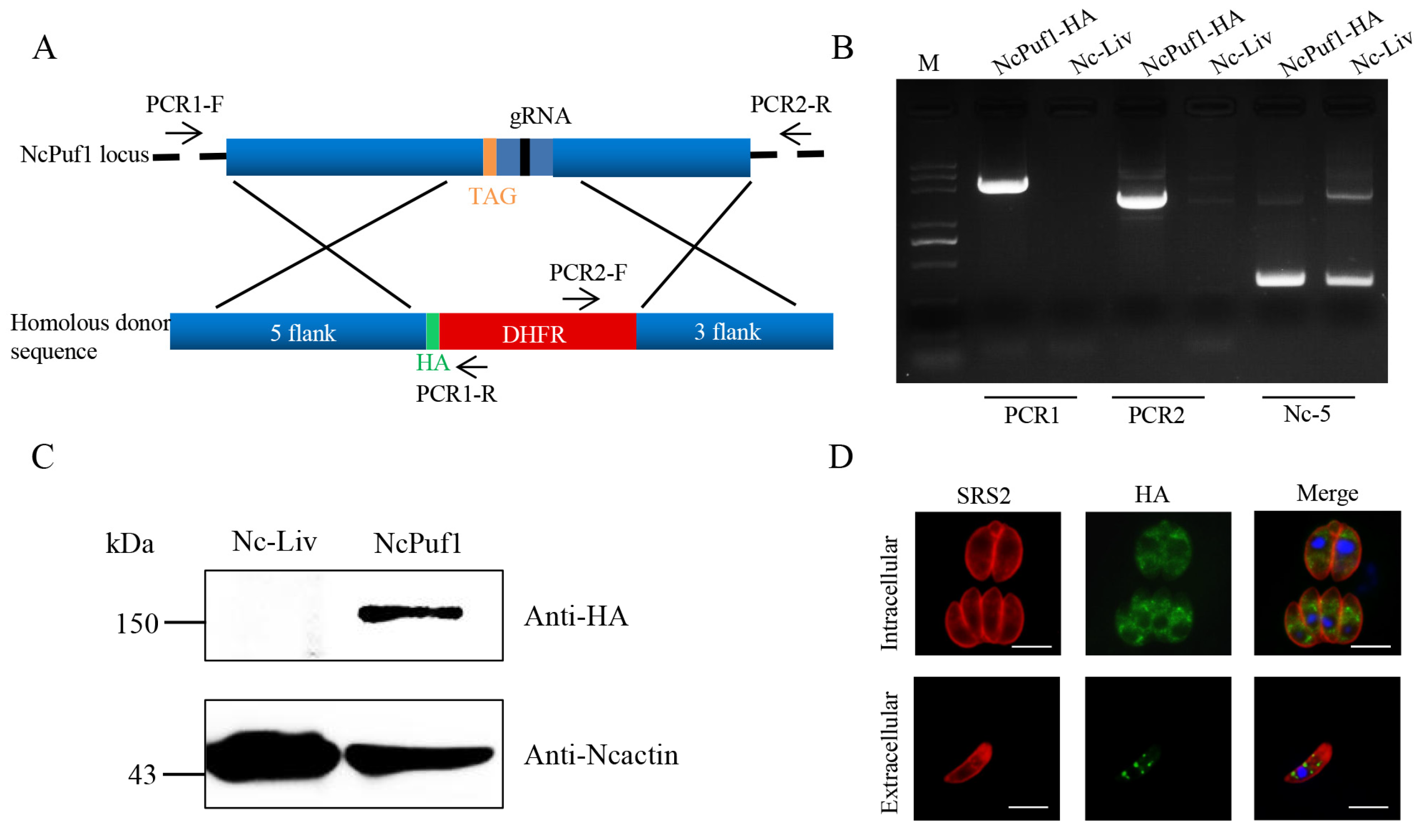 Pathogens 09 01019 g001