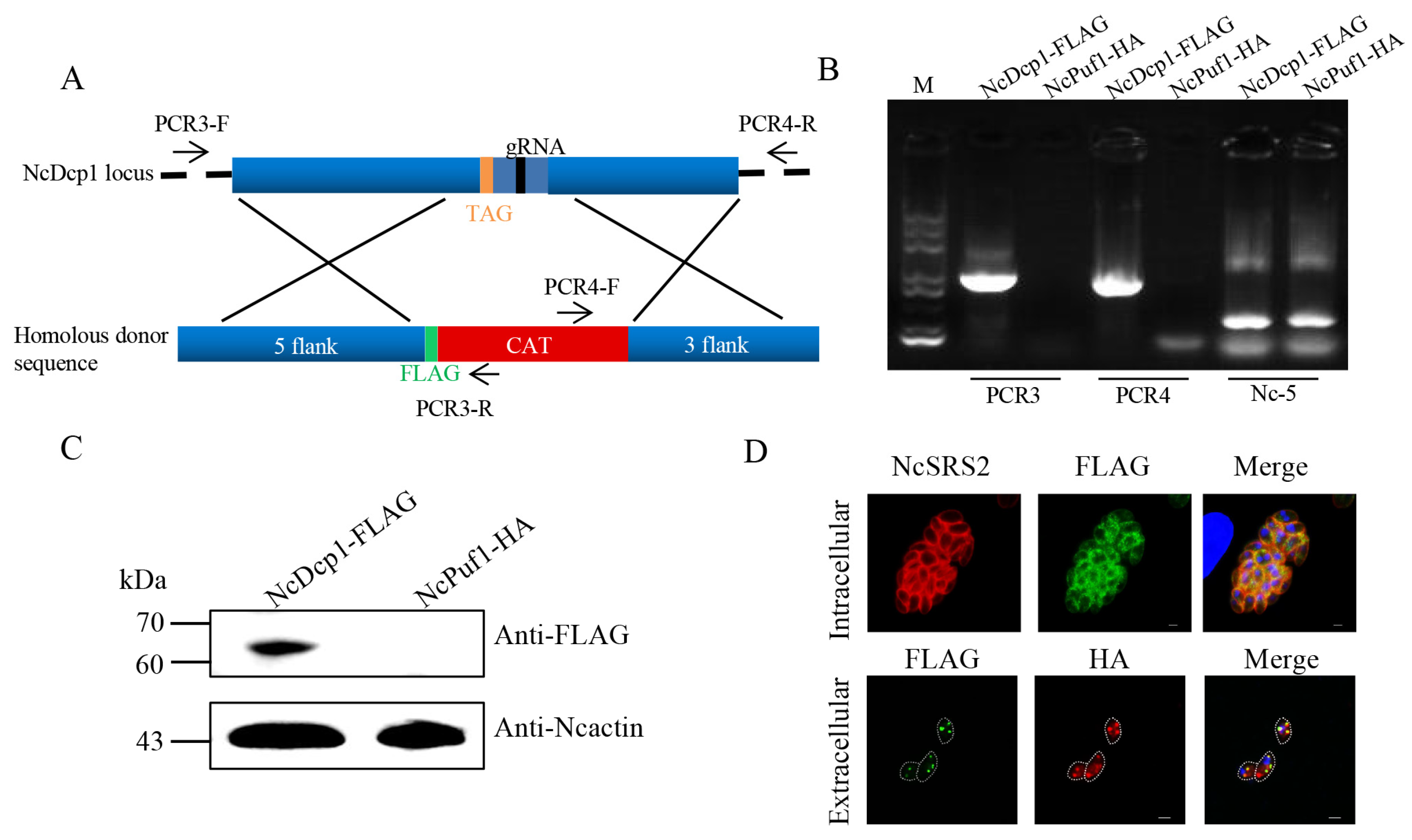 Pathogens 09 01019 g002