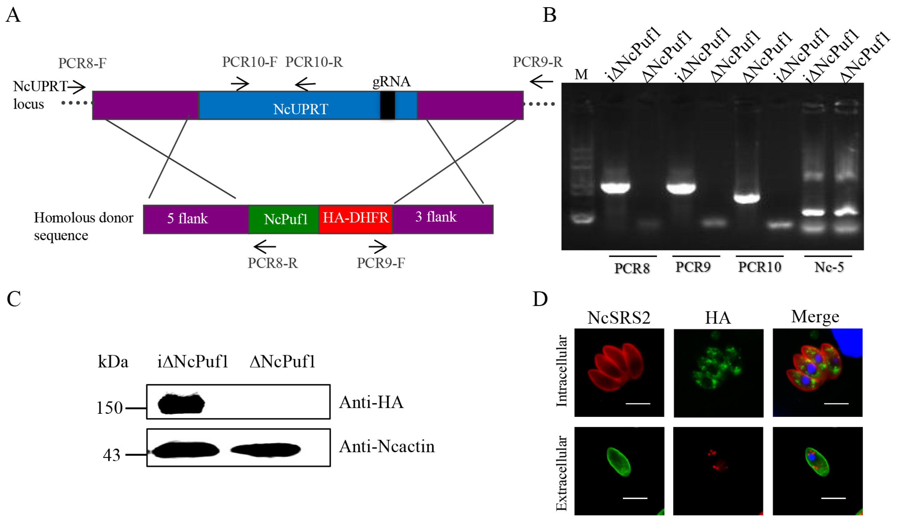 Pathogens 09 01019 g004
