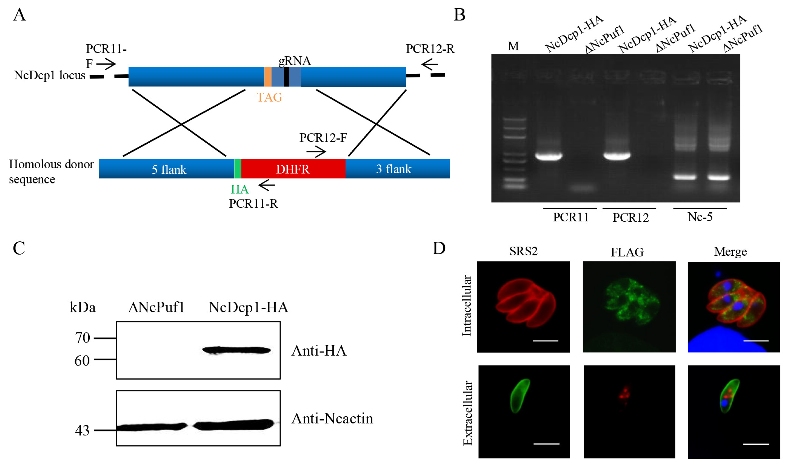 Pathogens 09 01019 g006