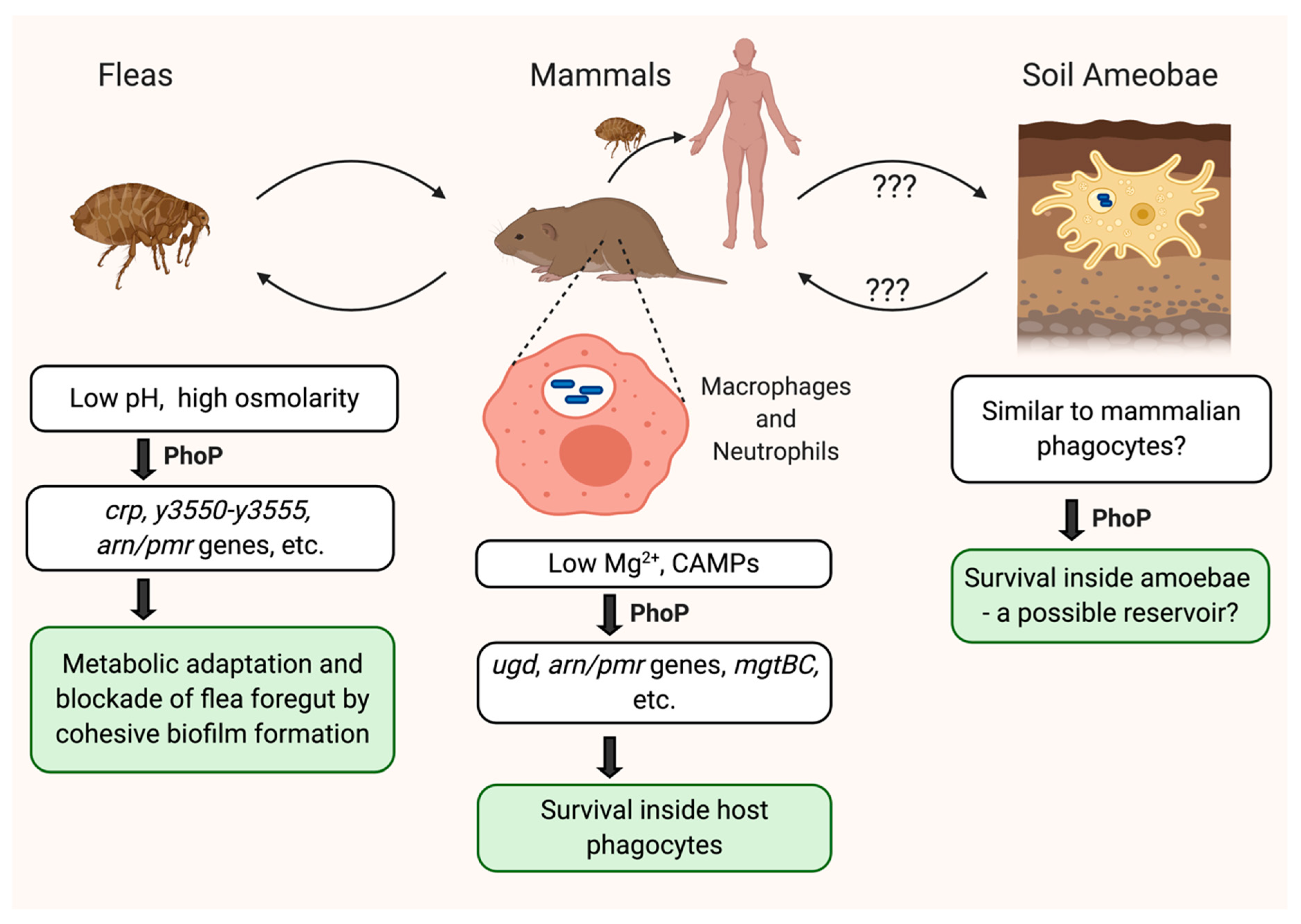 Pathogens, Free Full-Text