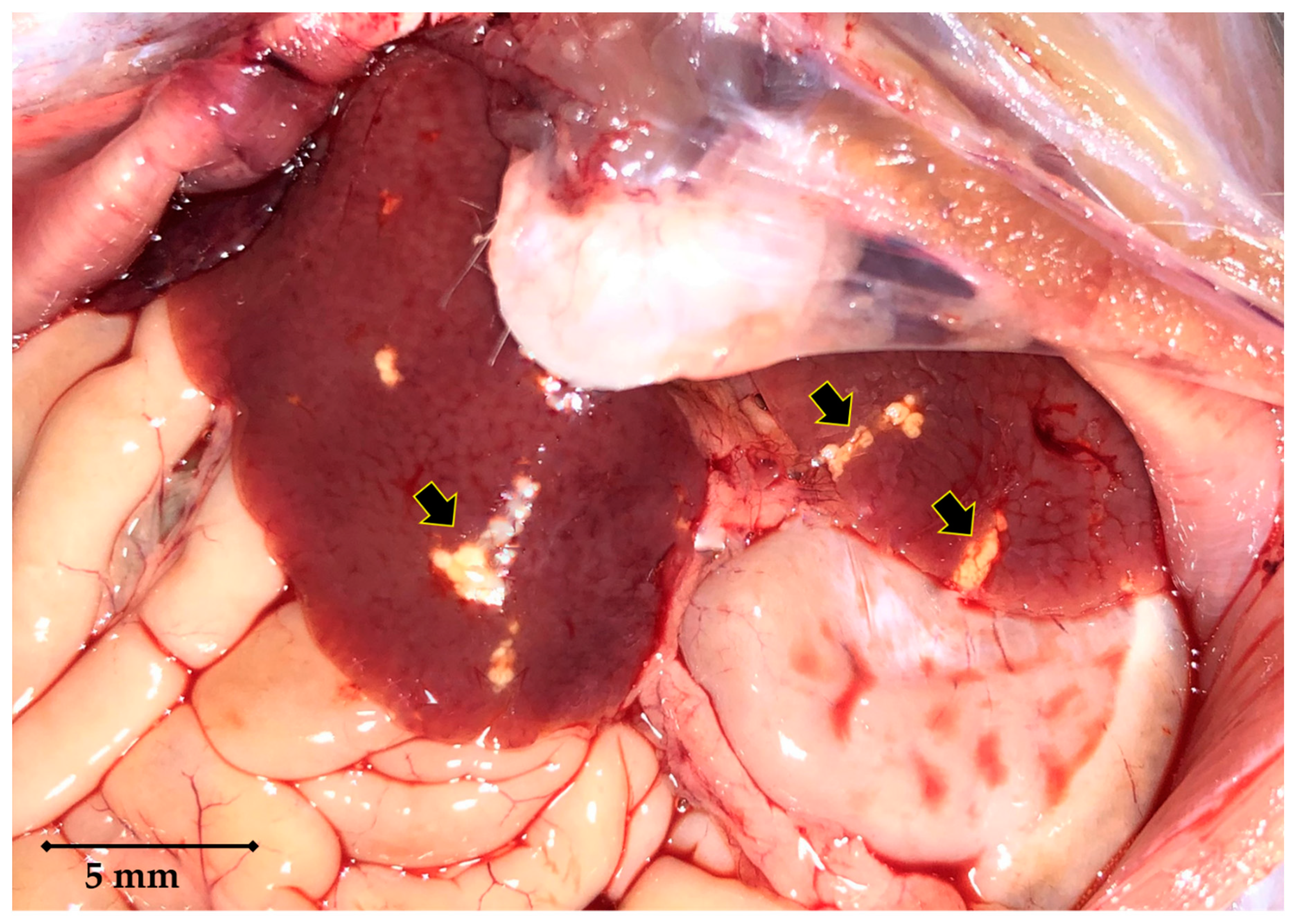 Pathogens | Free Full-Text | Enzootic Hepatic Capillariasis (Calodium  hepaticum) in Street Rats (Rattus norvegicus) from Marseille City, France
