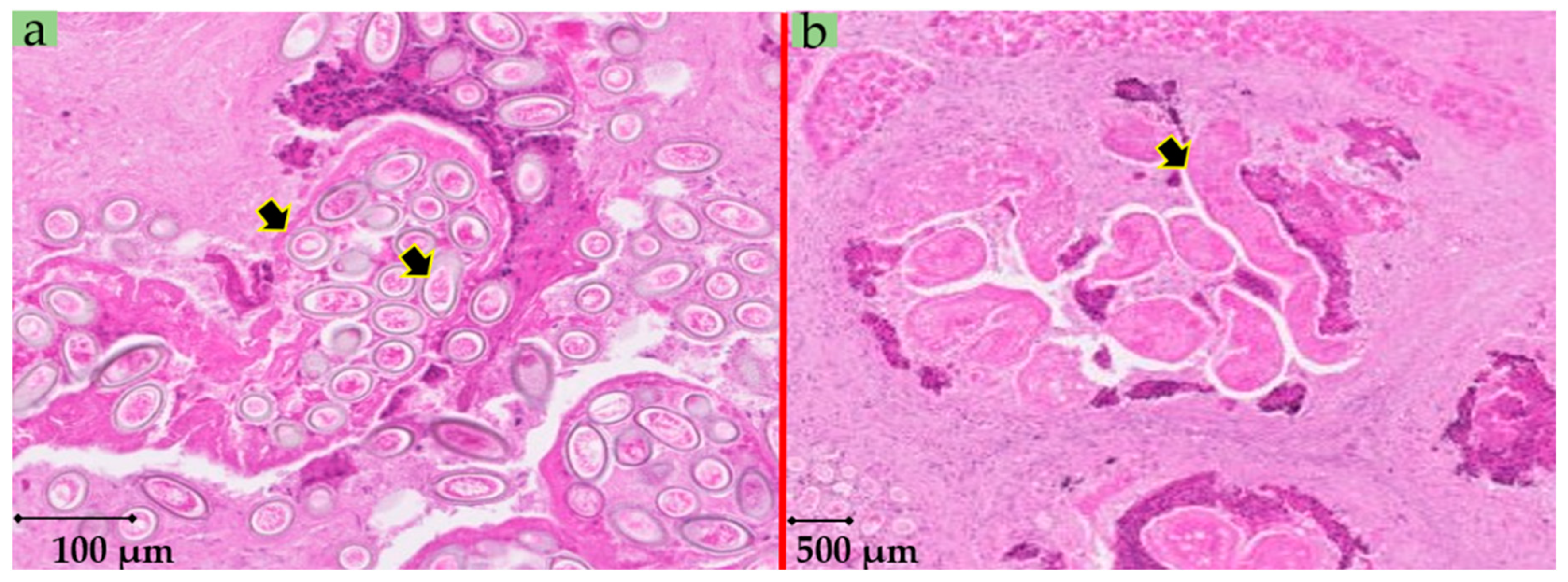Pathogens 09 01048 g003 Pathogens 09 01048 g003