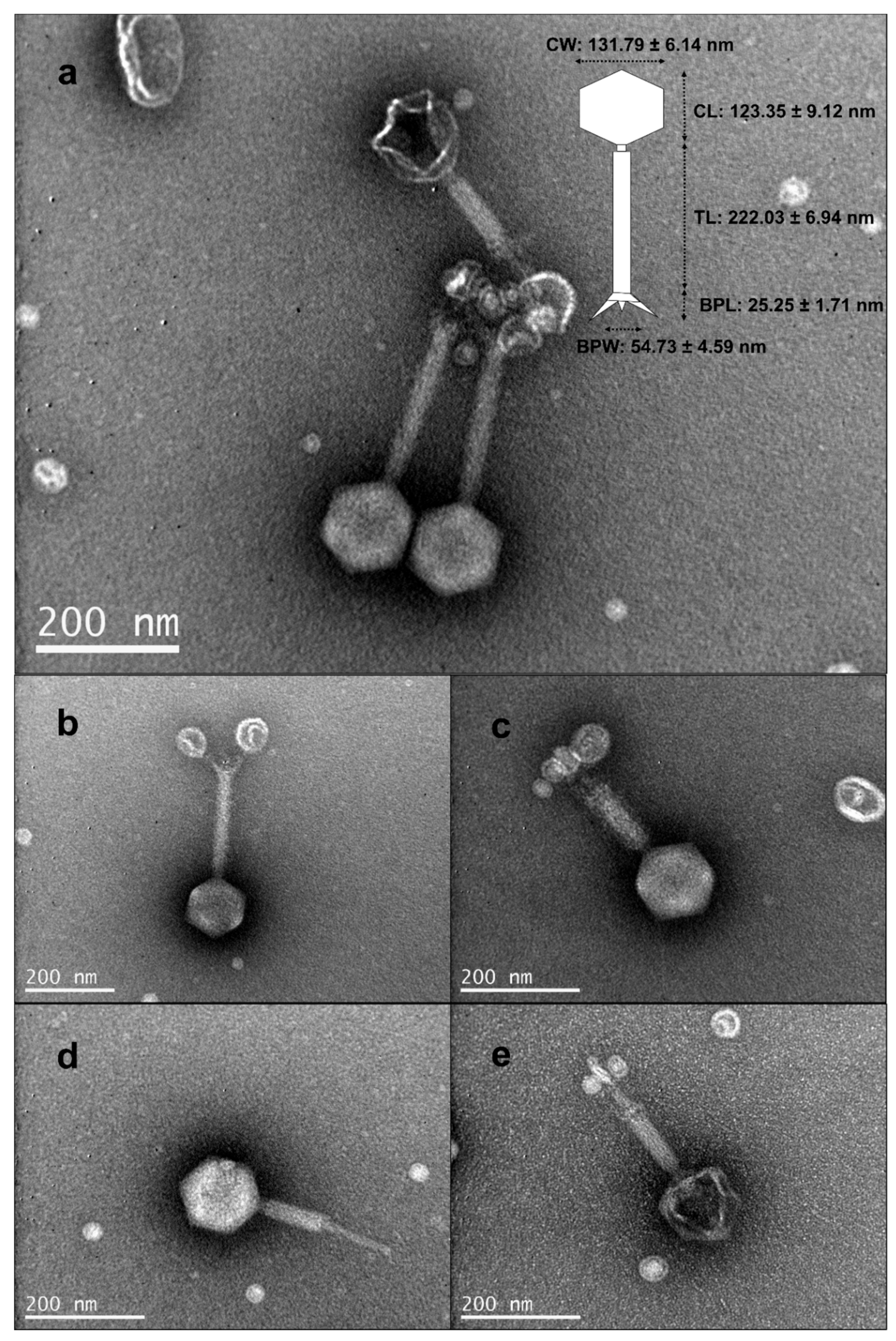 Pathogens Free Full Text Biological And Genomic Characterization Of A Novel Jumbo Bacteriophage Vb Vham Pir03 With Broad Host Lytic Activity Against Vibrio Harveyi Html Pathogens Free Full Text Biological And Genomic Characterization Of A Novel Jumbo Bacteriophage Vb Vham Pir03 With Broad Host Lytic Activity Against Vibrio Harveyi Html