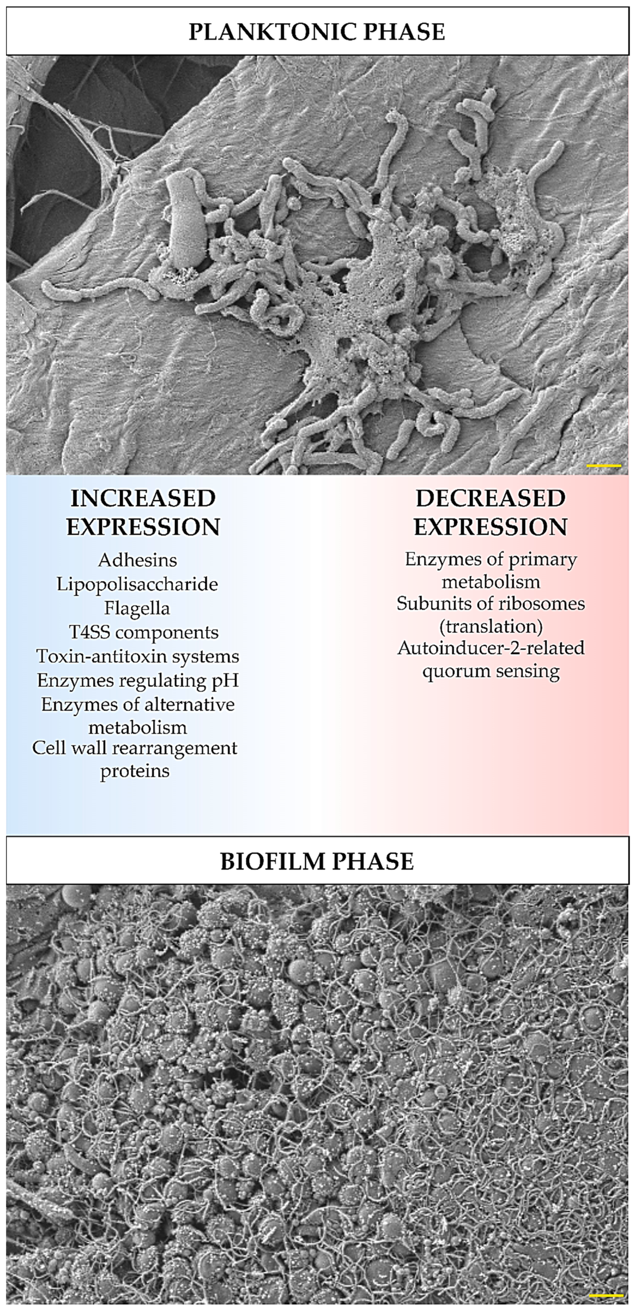 Pathogens 09 01062 g001 Pathogens 09 01062 g001