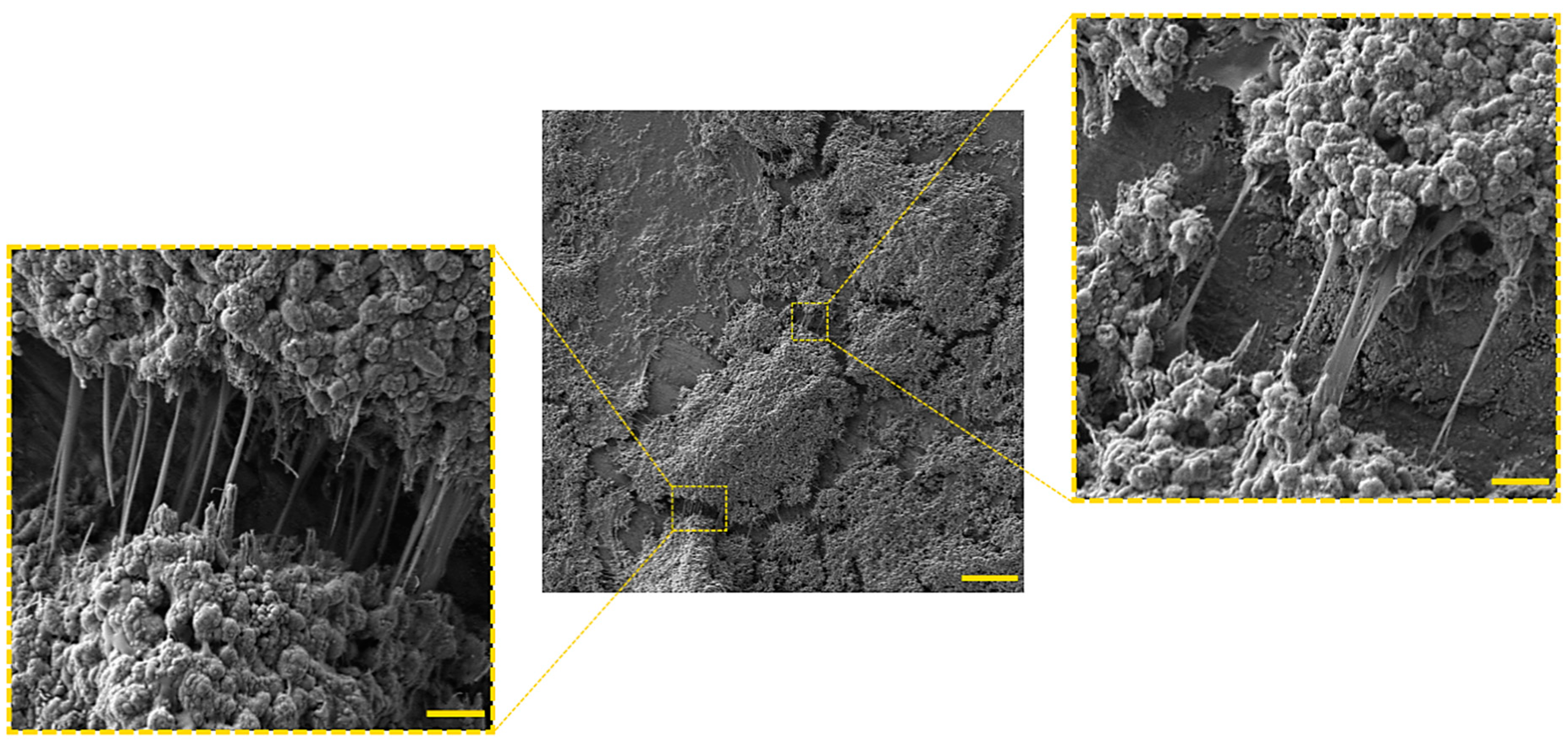 Pathogens 09 01062 g002 Pathogens 09 01062 g002