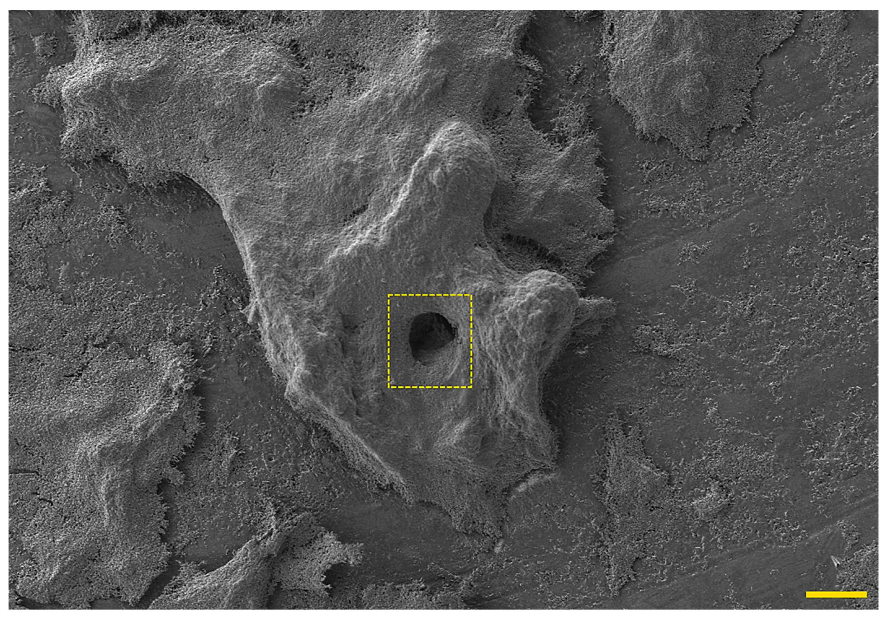 Pathogens 09 01062 g003 Pathogens 09 01062 g003