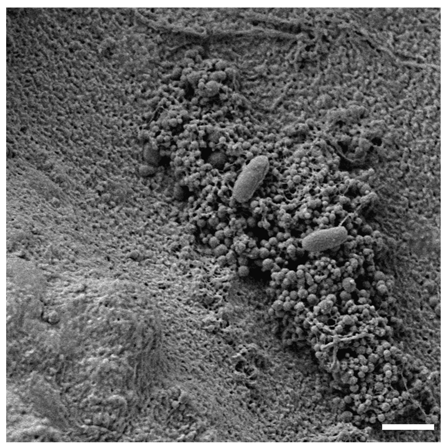 Pathogens 09 01062 g005 Pathogens 09 01062 g005