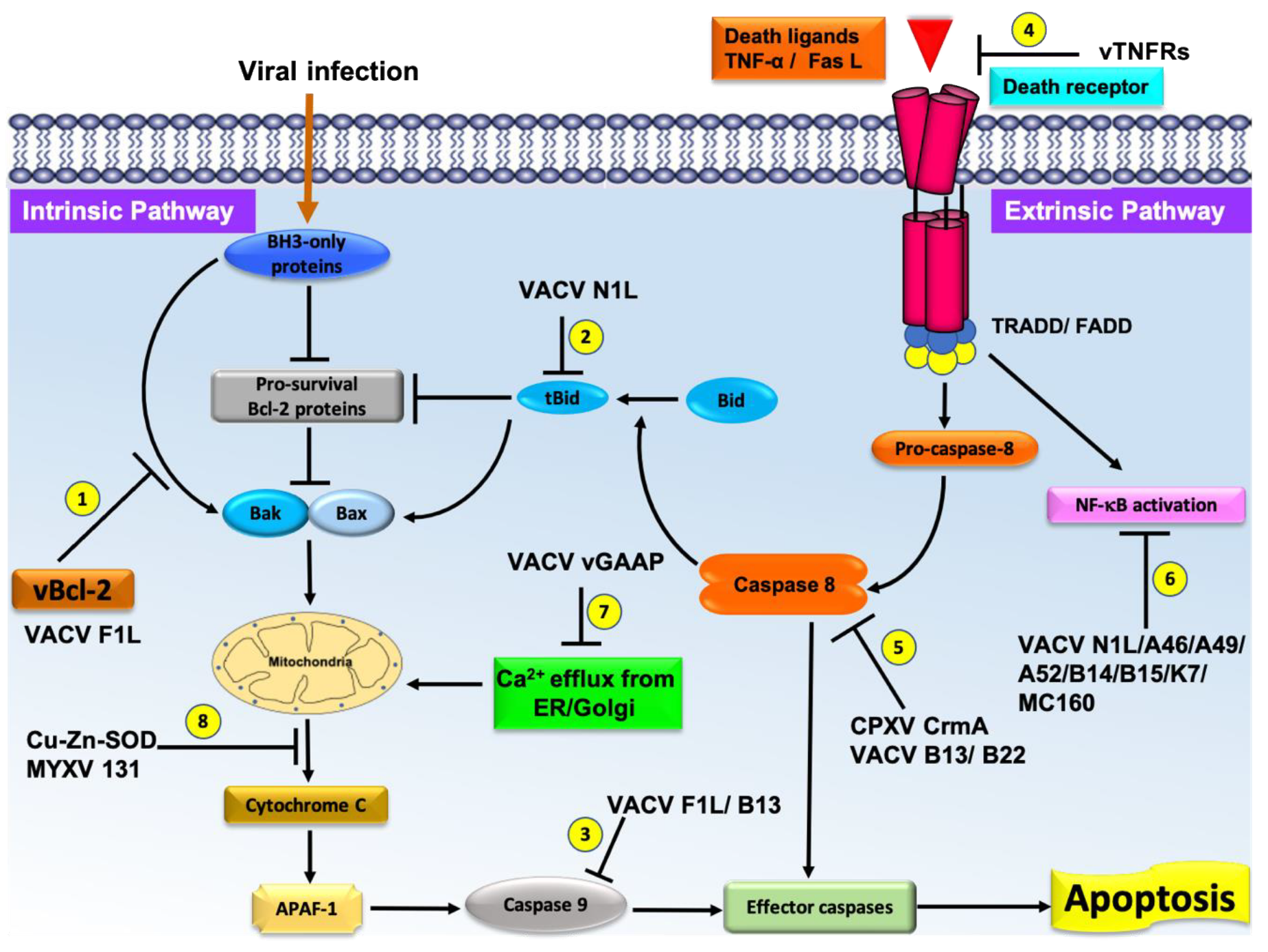 Pathogens 10 00006 g002