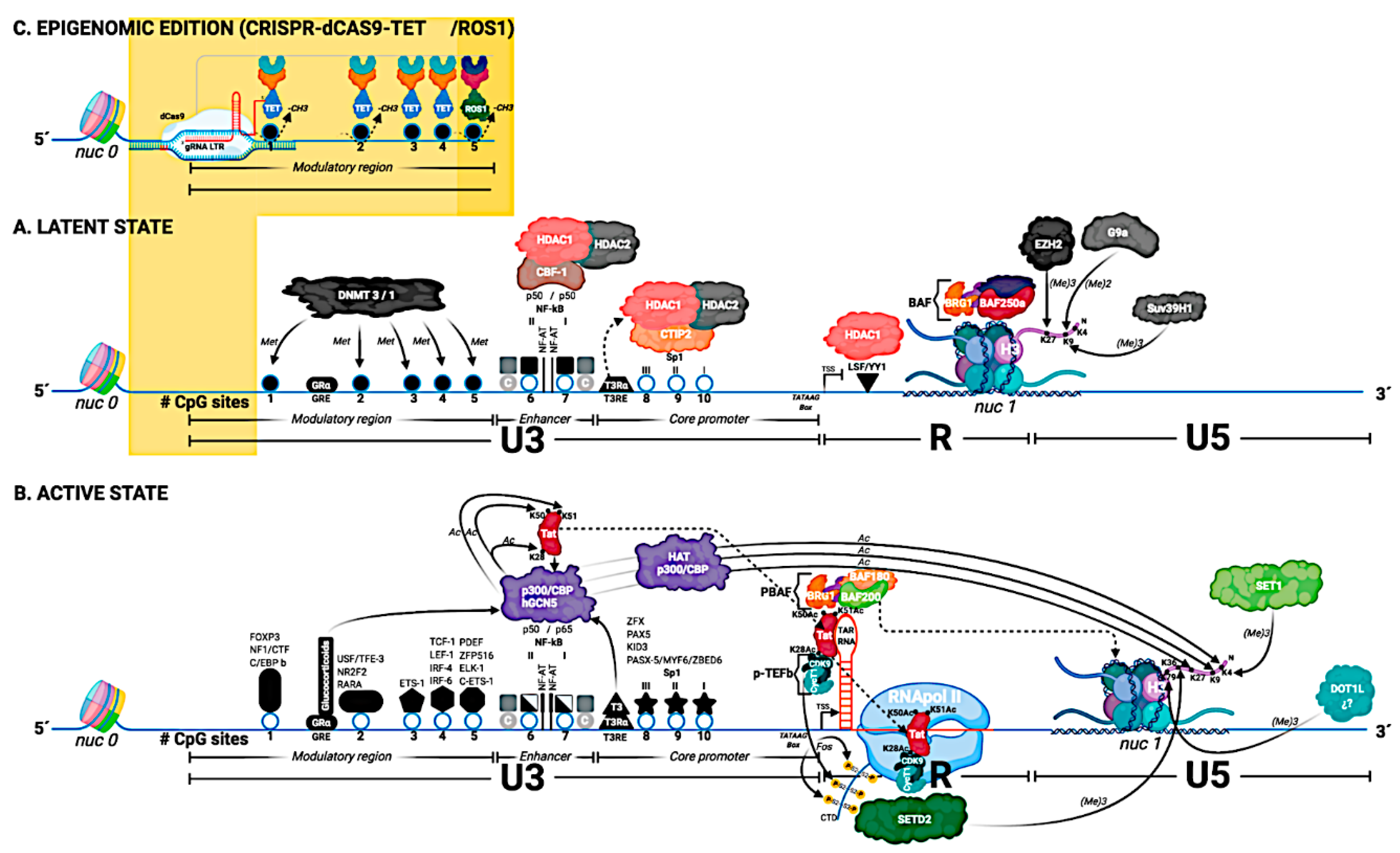 Pathogens Free Full Text Balance Between Retroviral Latency And Transcription Based On Hiv Model Html