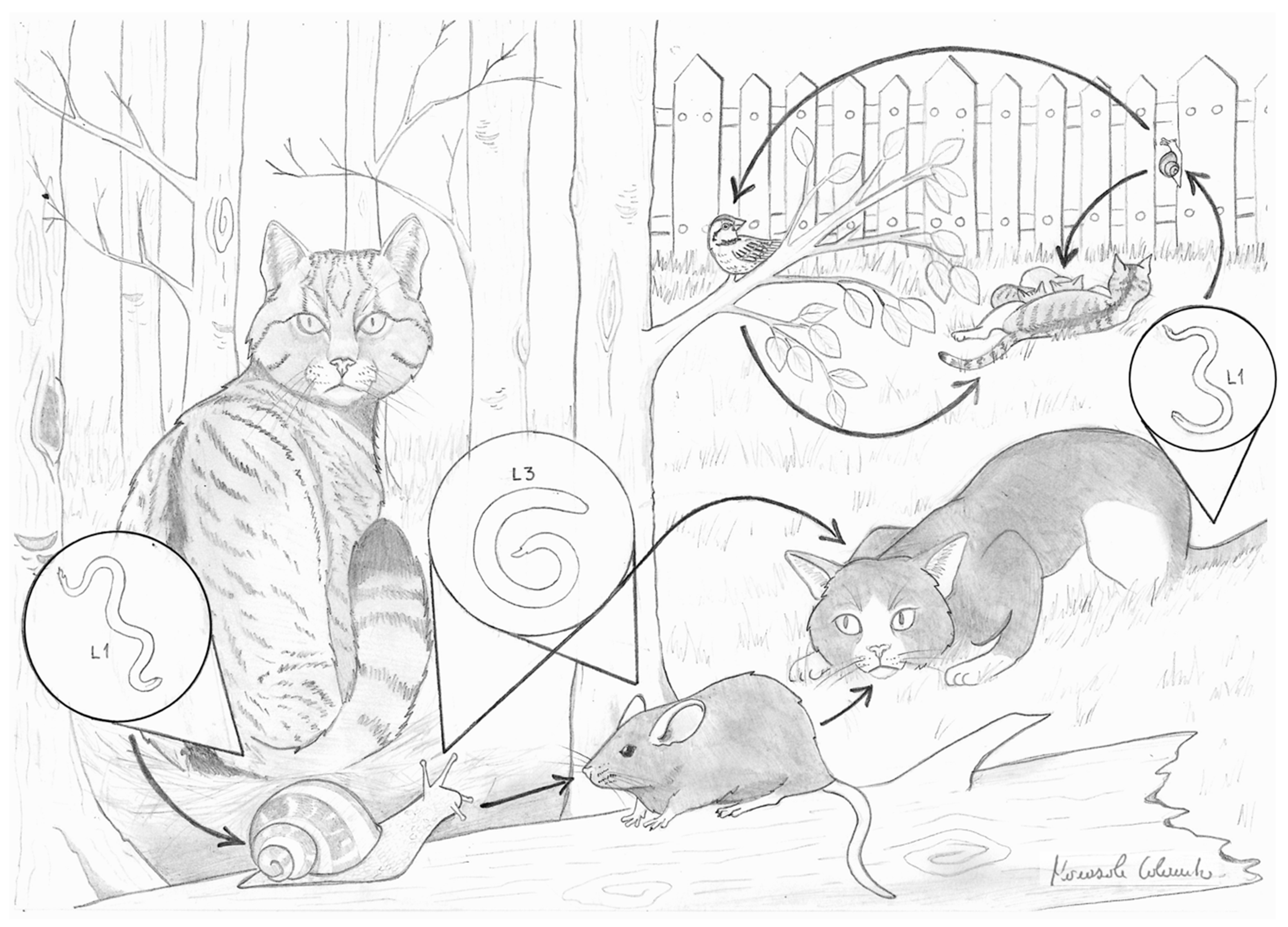 Pathogens 10 00030 g001