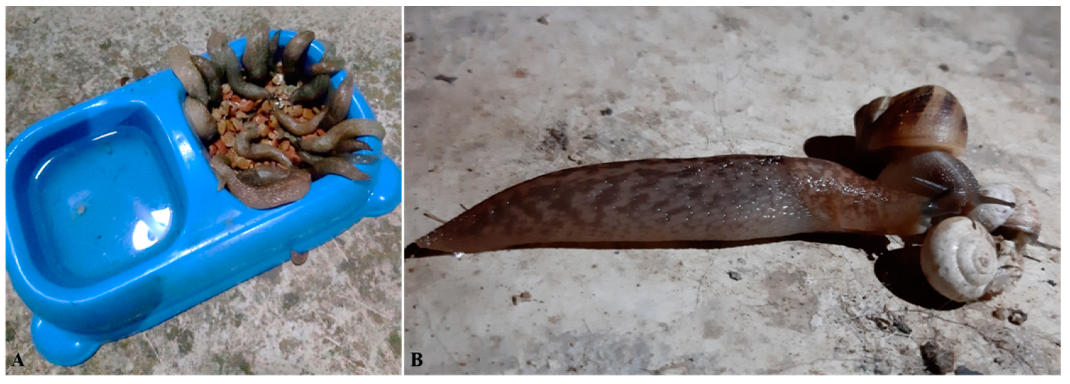 Pathogens 10 00030 g004