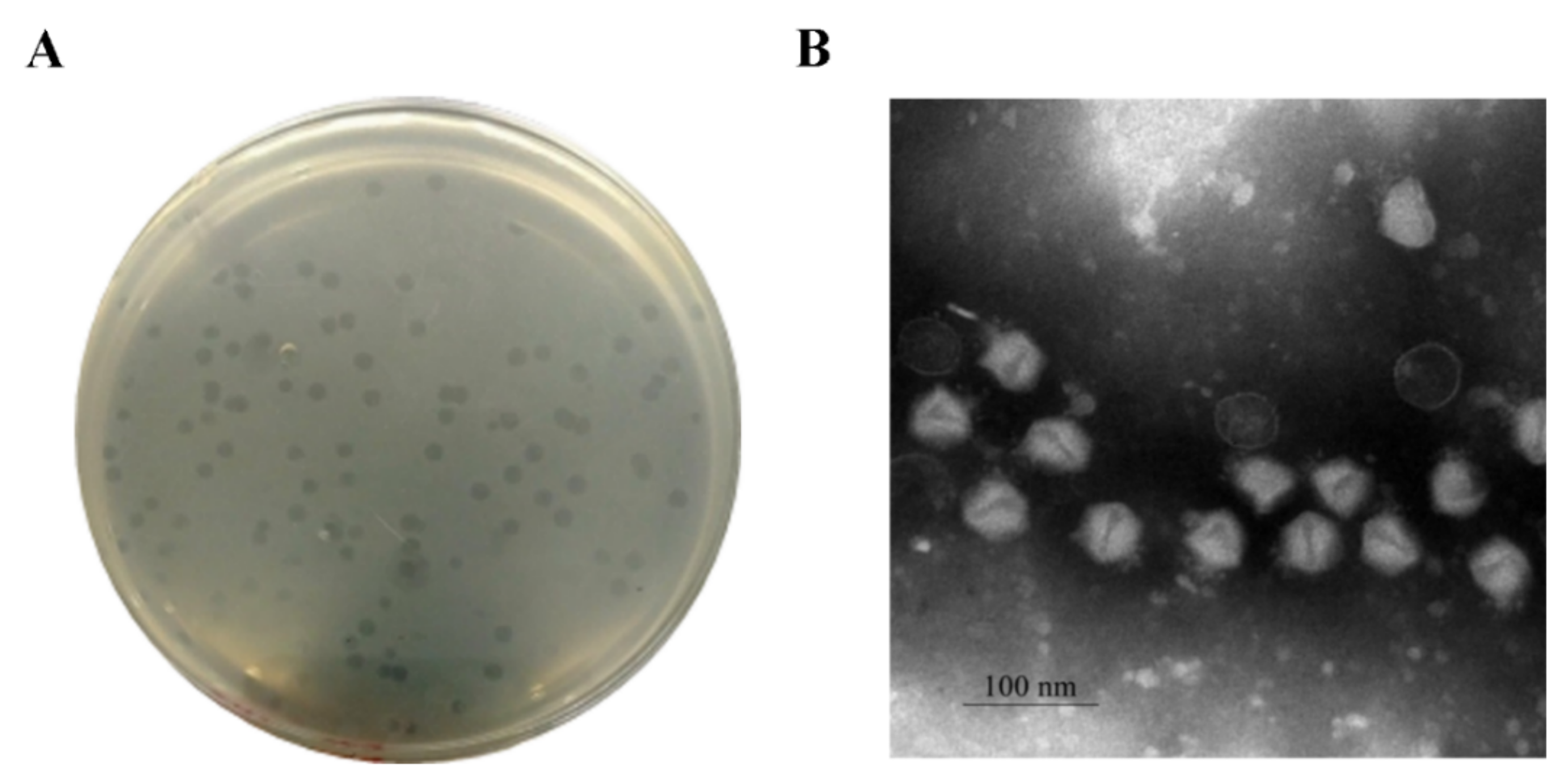 Pathogens 10 00034 g002 Pathogens 10 00034 g002