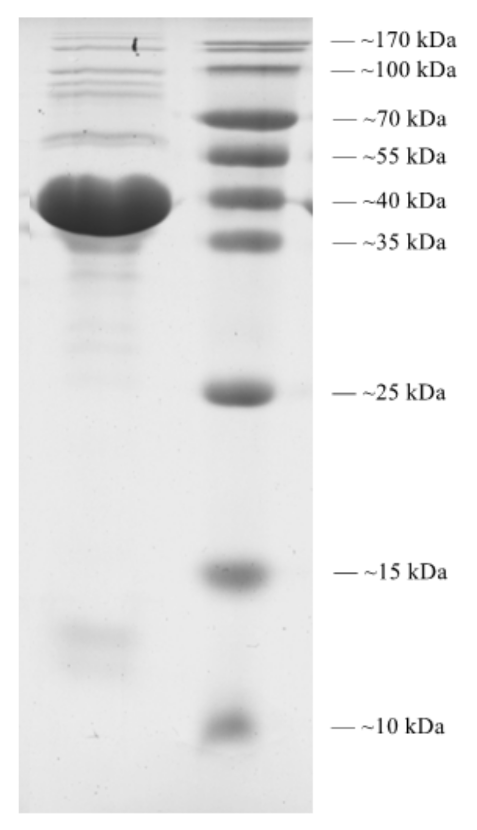 Pathogens 10 00034 g008 Pathogens 10 00034 g008