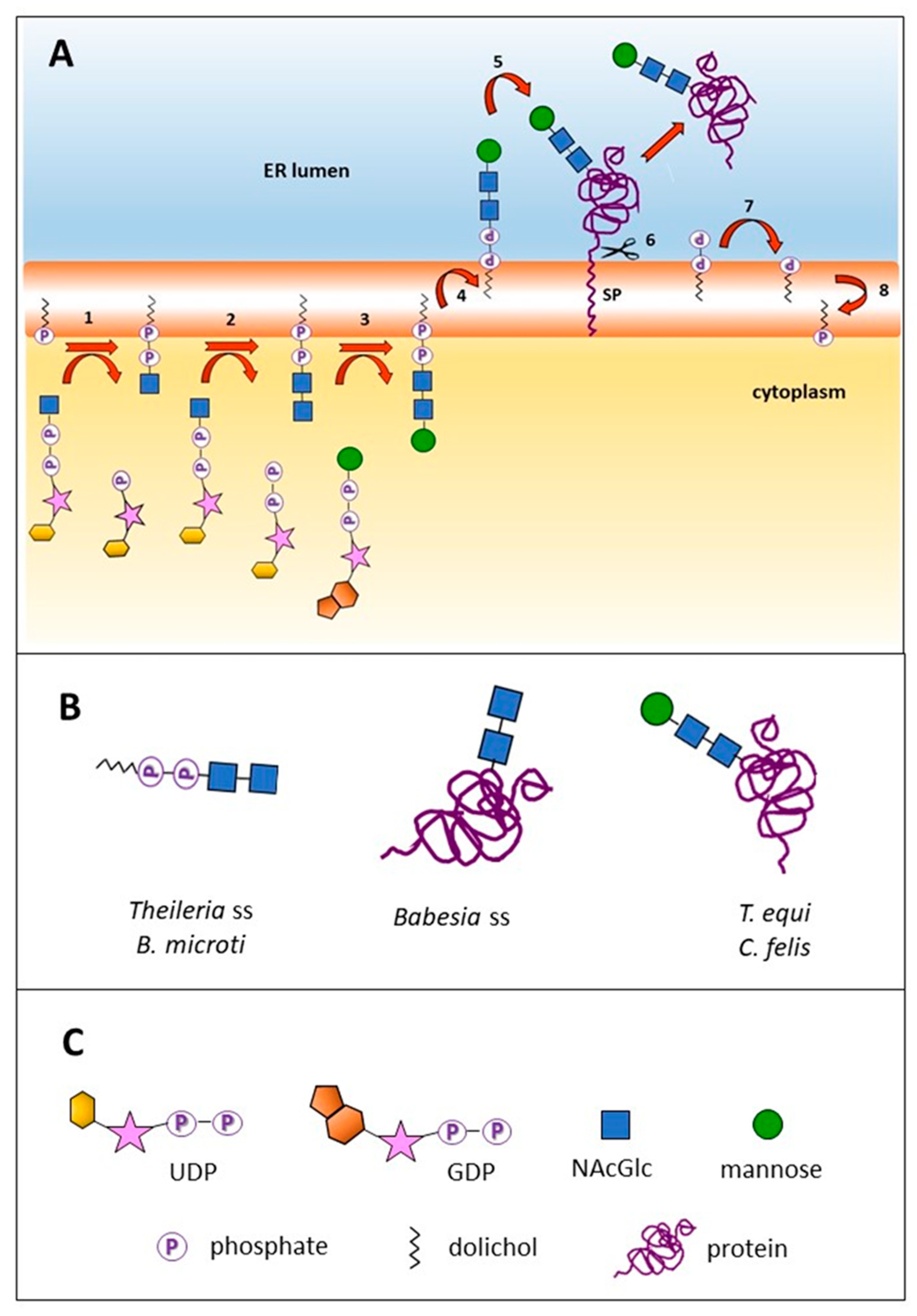 Pathogens 10 00050 g001 Pathogens 10 00050 g001