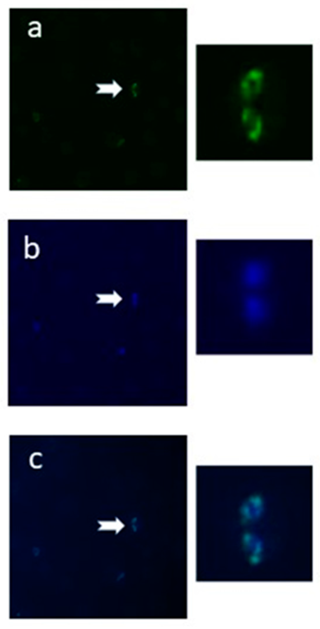 Pathogens 10 00050 g002 Pathogens 10 00050 g002