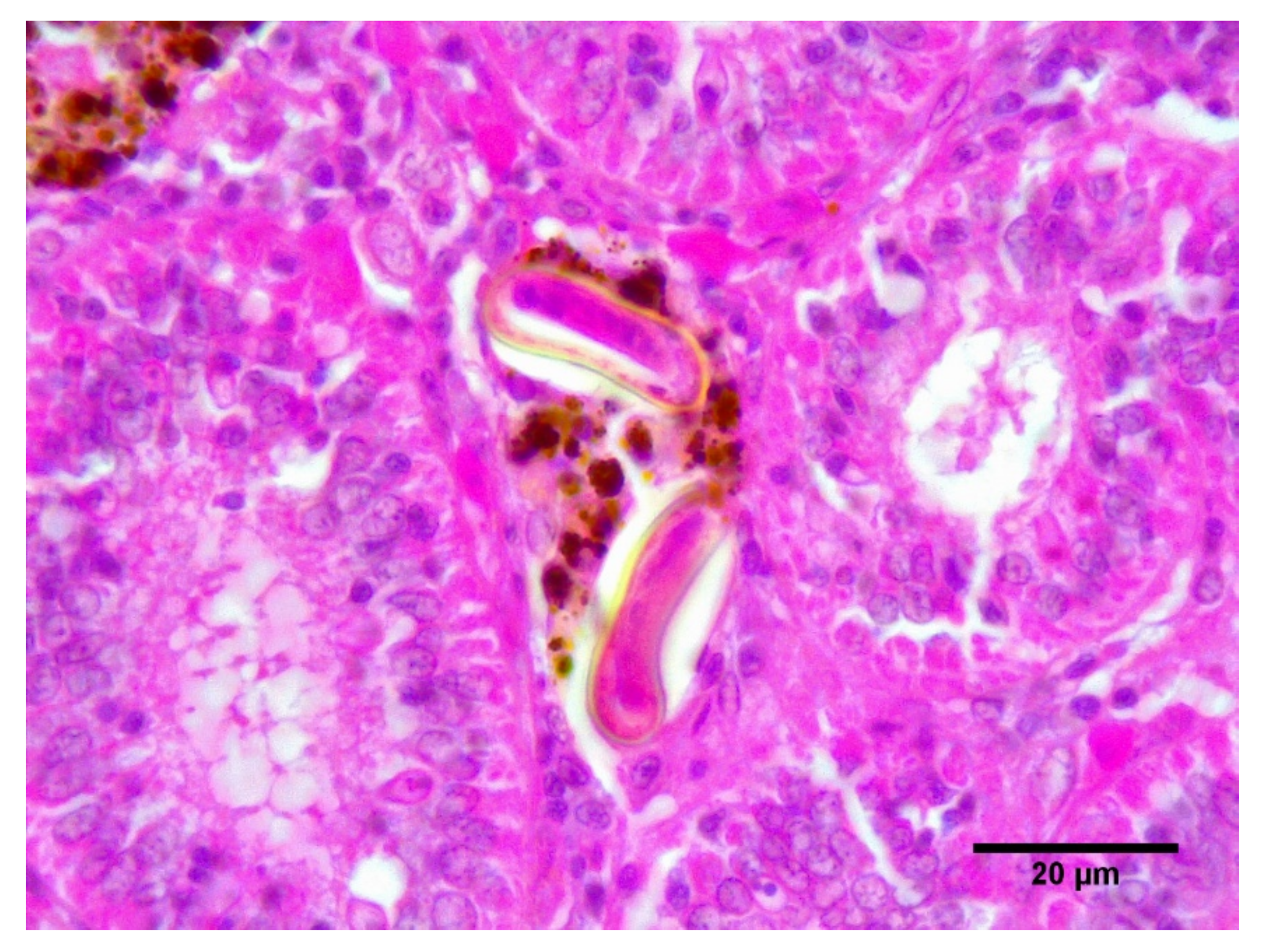 Pathogens 10 00079 g002 Pathogens 10 00079 g002