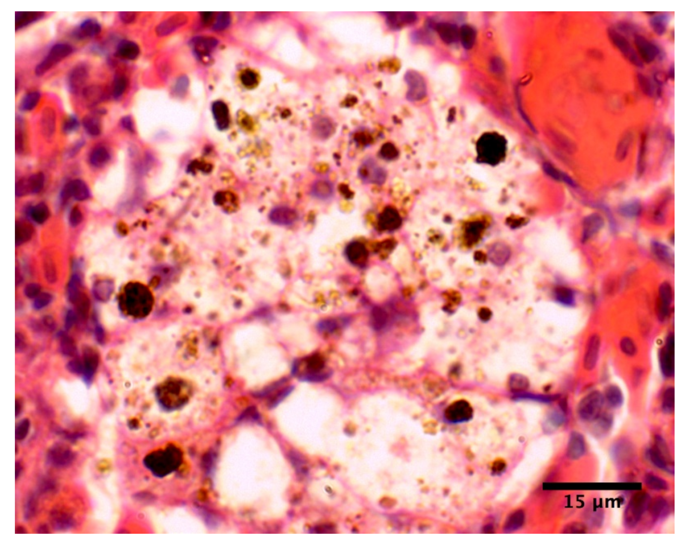 Pathogens 10 00079 g003 Pathogens 10 00079 g003