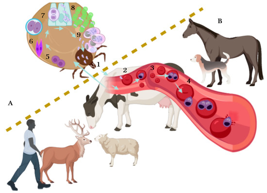 Pathogens 10 00092 g001 550