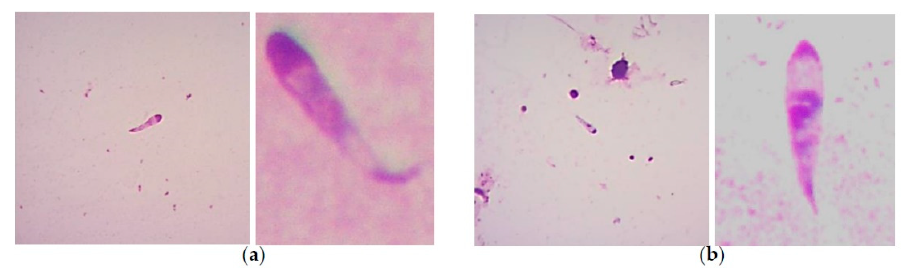 Pathogens 10 00092 g002 Pathogens 10 00092 g002