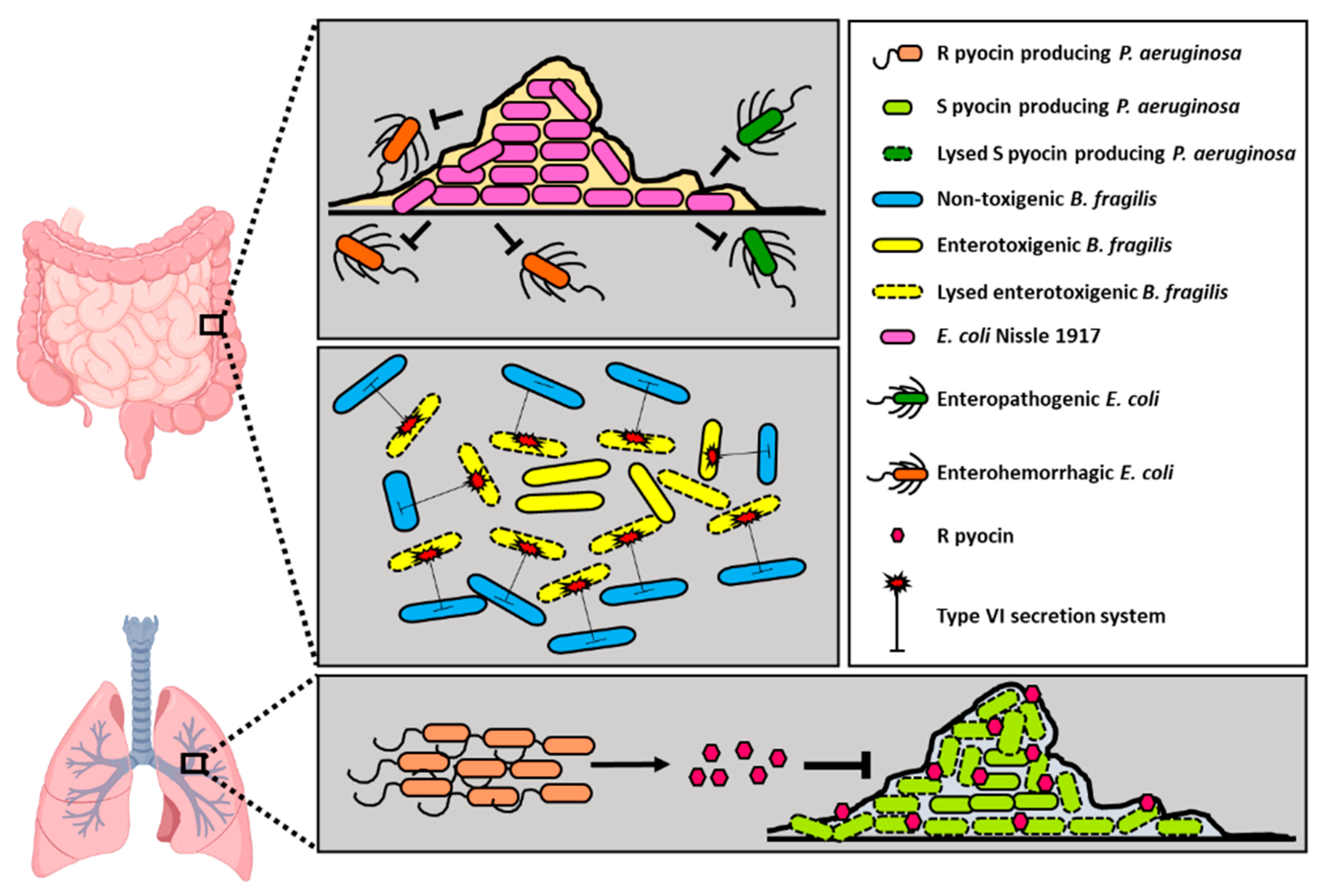Pathogens 10 00096 g002