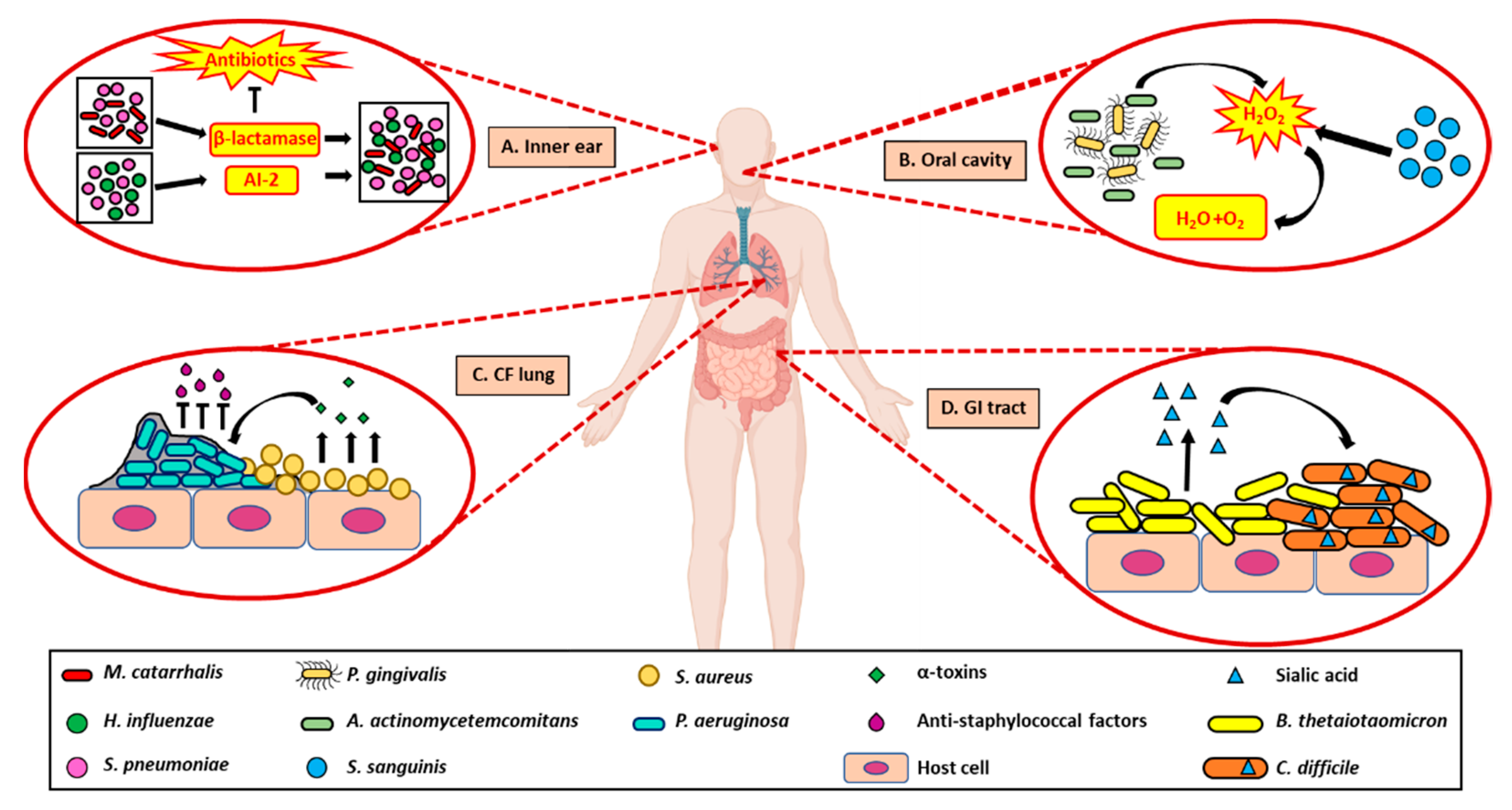Pathogens 10 00096 g003