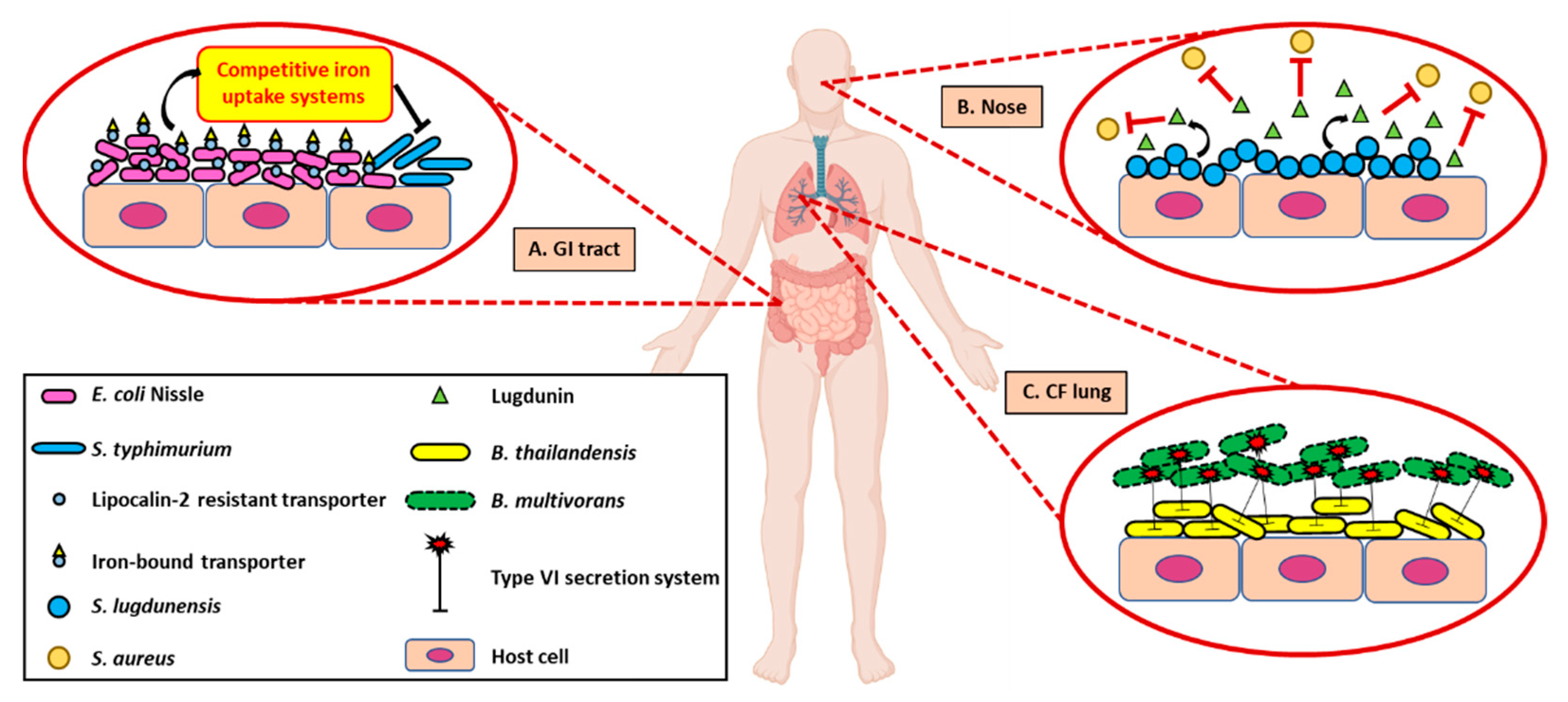 Pathogens 10 00096 g004