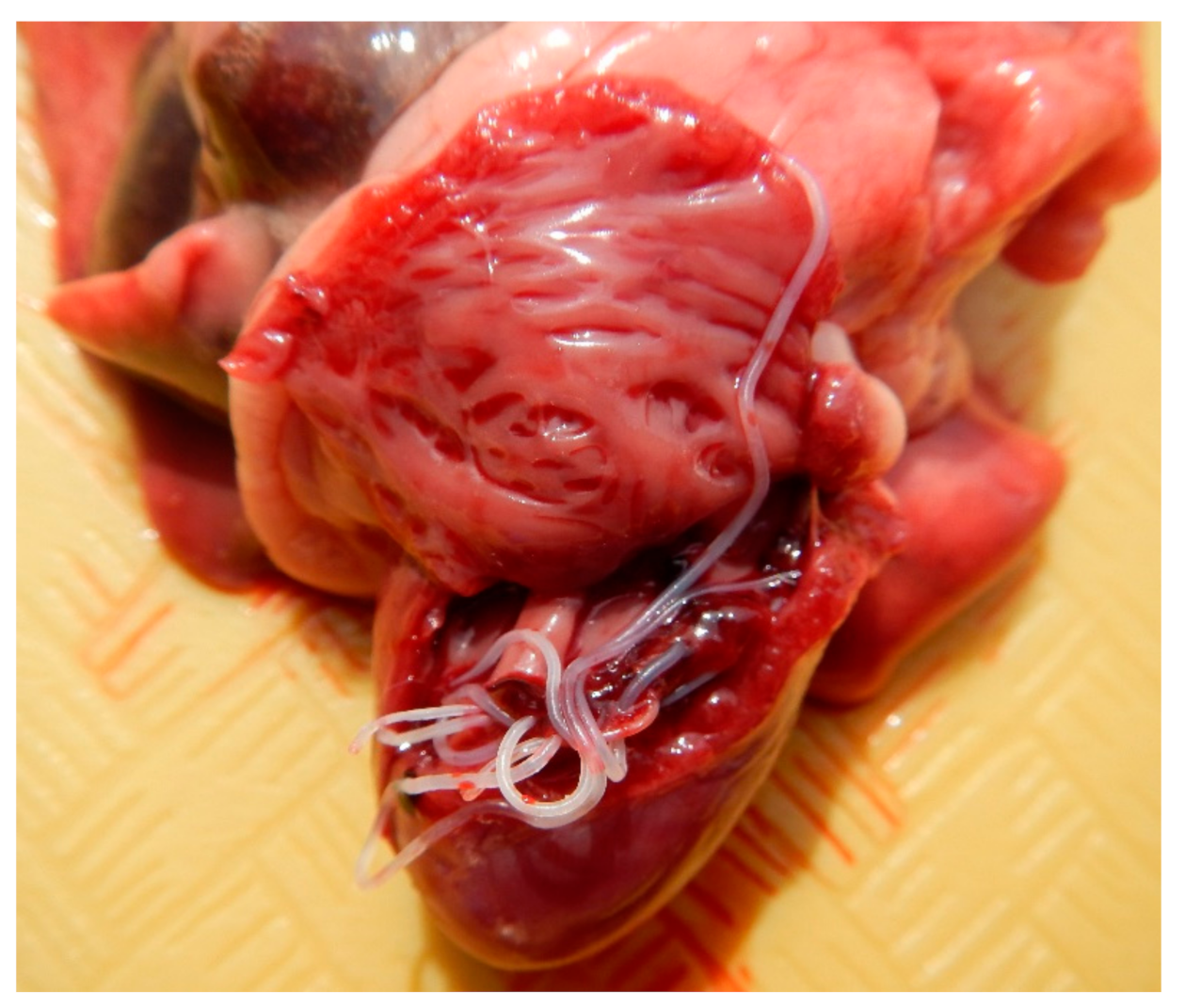 Pathogens 10 00109 g001