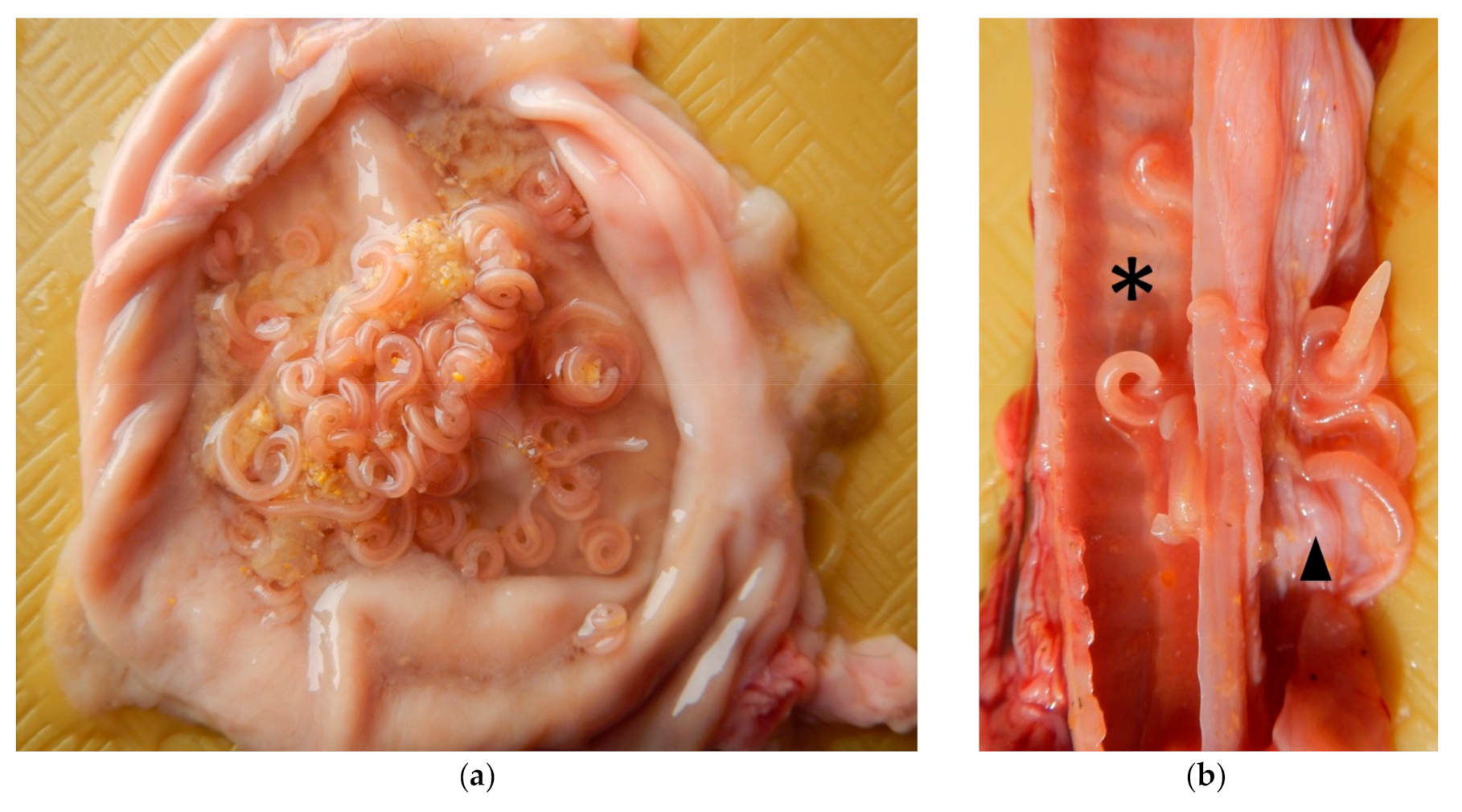 Pathogens 10 00109 g002