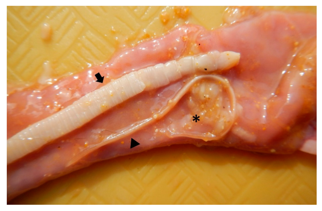 Pathogens 10 00109 g003