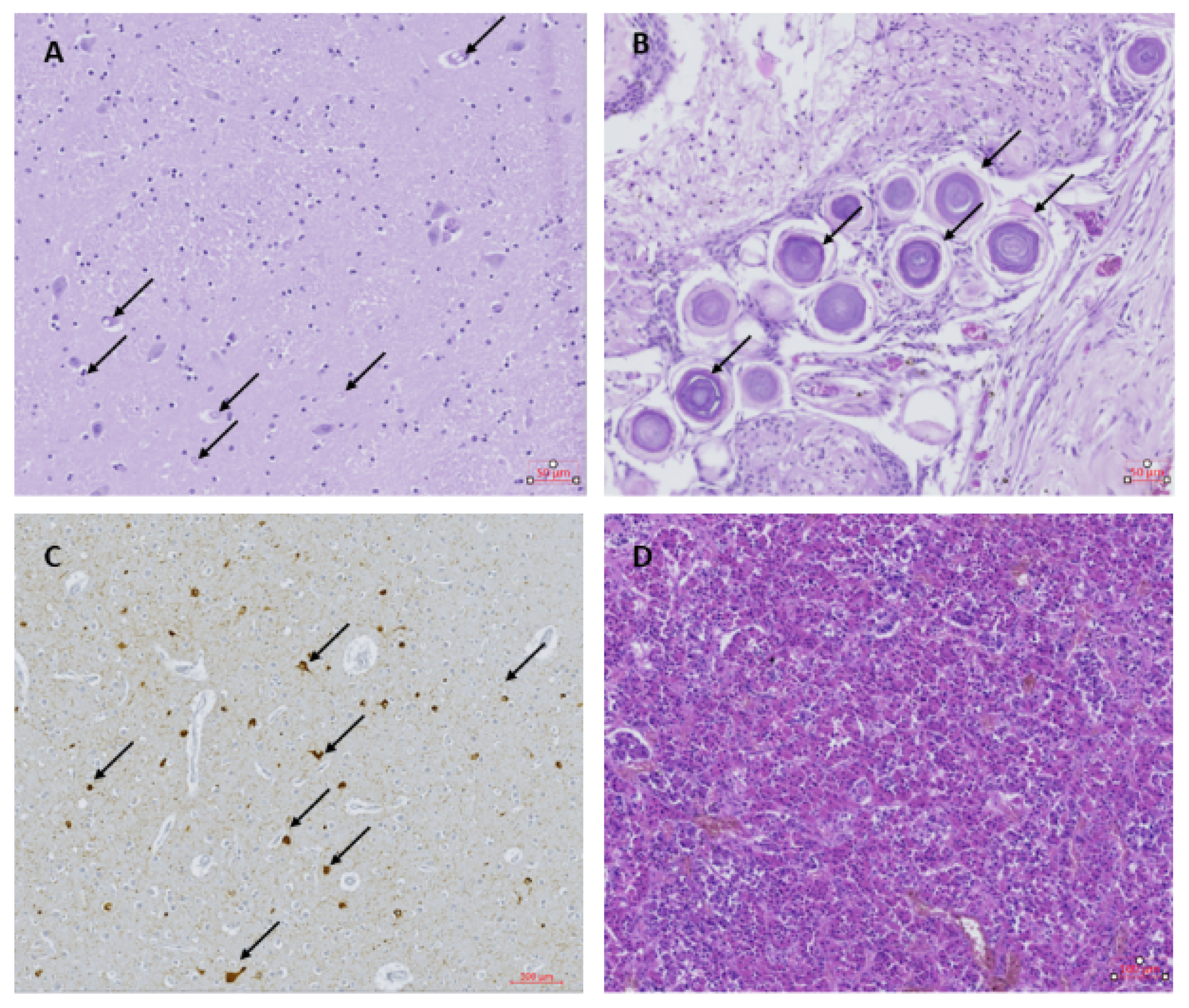 Pathogens 10 00116 g001 Pathogens 10 00116 g001